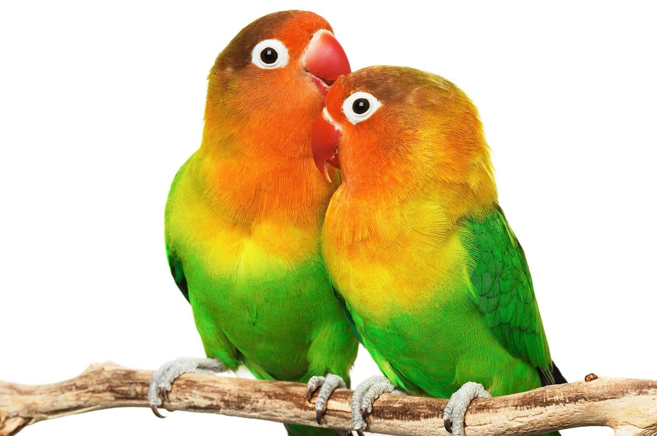 love birds wallpaper,bird,vertebrate,lovebird,parrot,beak