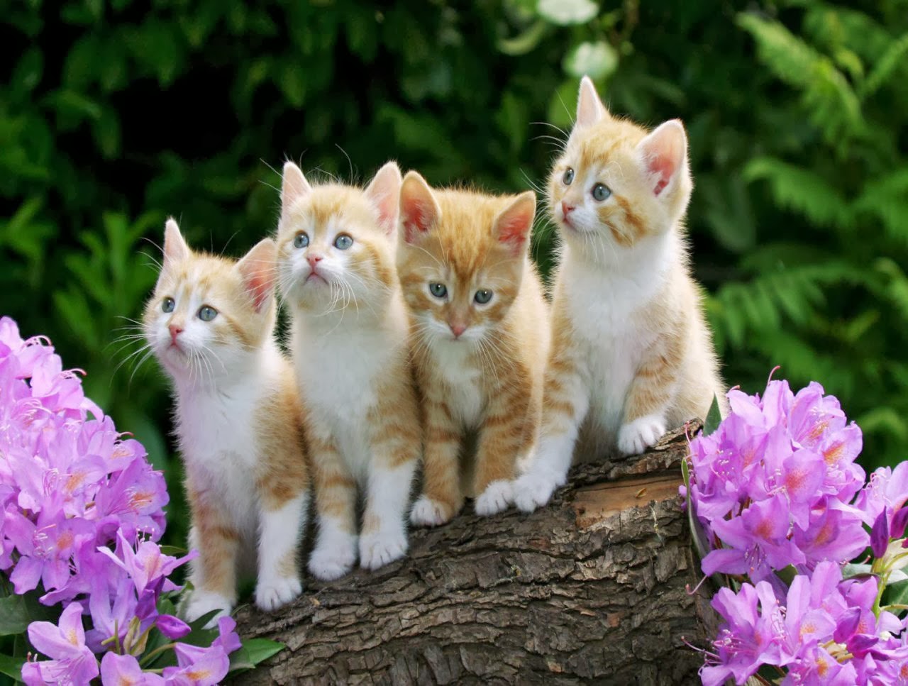 carta da parati gattino,gatto,gatti di piccola e media taglia,felidae,barba,gattino