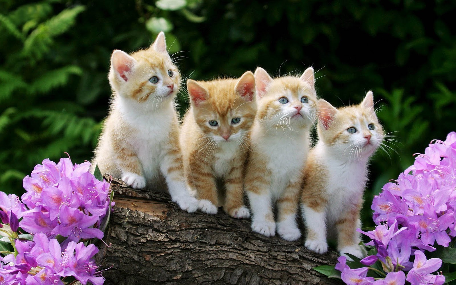 고양이 벽지,고양이,중소형 고양이,felidae,구레나룻,고양이 새끼