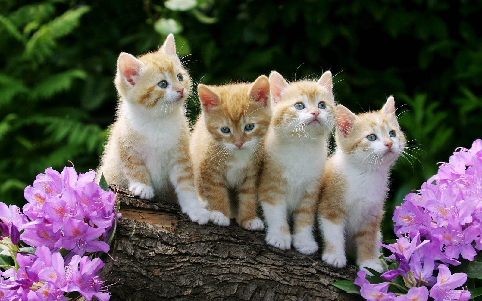 kitten wallpaper,cat,mammal,vertebrate,small to medium sized cats,felidae