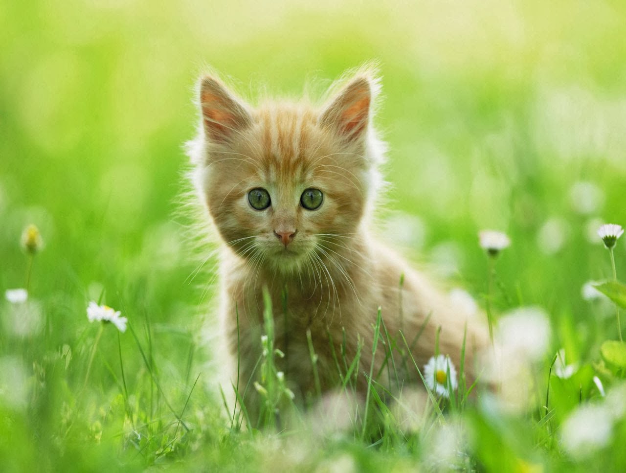 kitten wallpaper,cat,felidae,nature,small to medium sized cats,whiskers