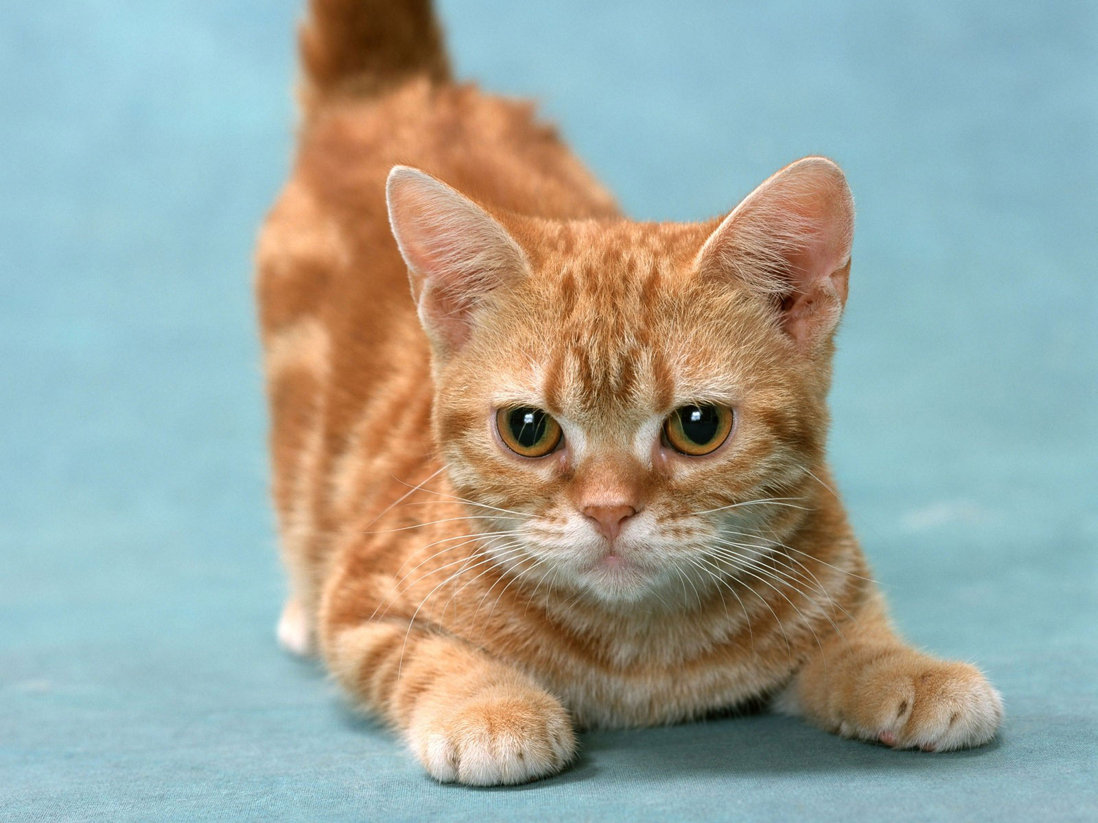 kitten wallpaper,cat,mammal,vertebrate,small to medium sized cats,whiskers