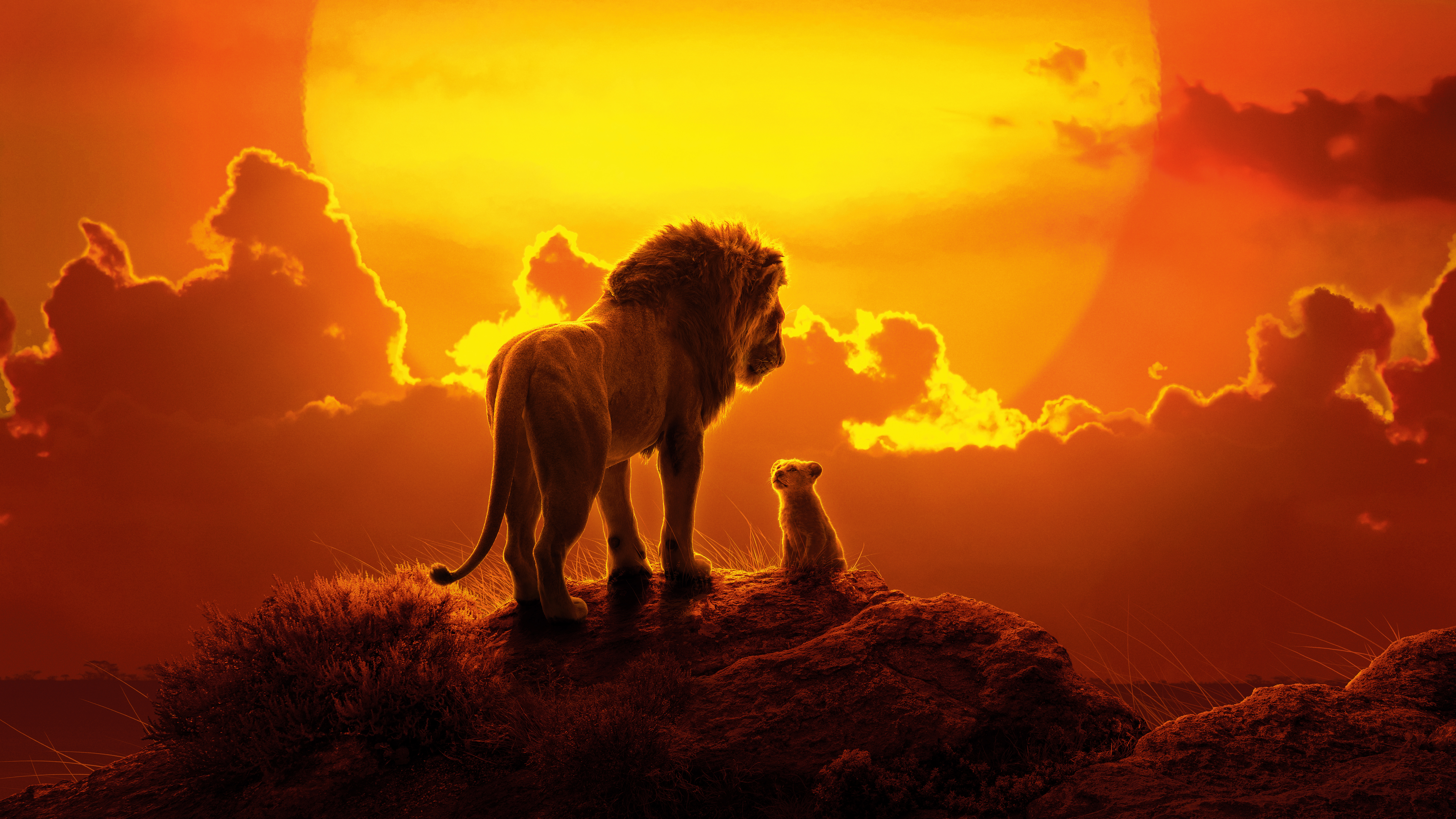 fond d'écran du roi lion,faune,lion,félidés,ciel,gros chats