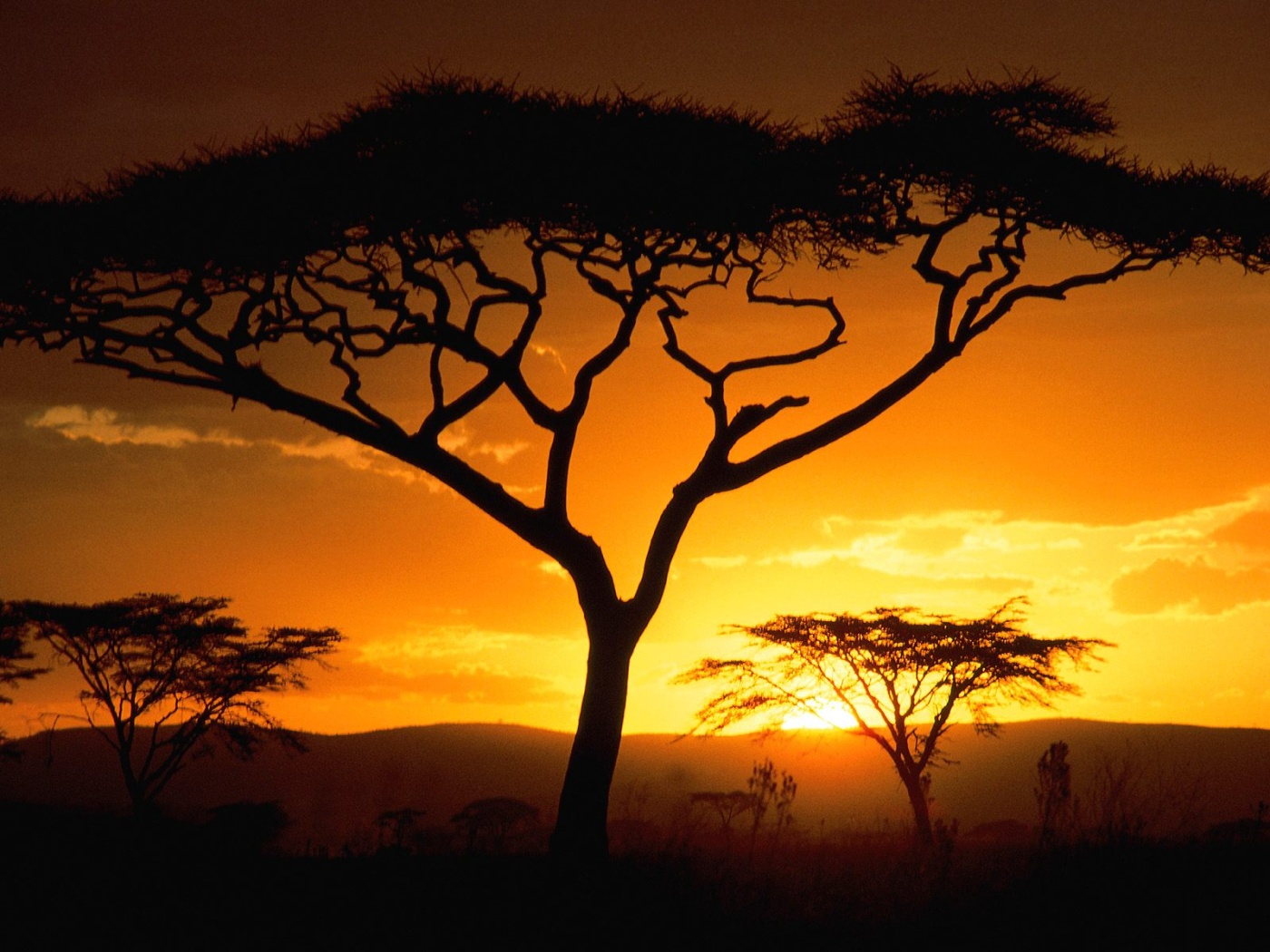 fond d'écran afrique,paysage naturel,ciel,la nature,savane,arbre