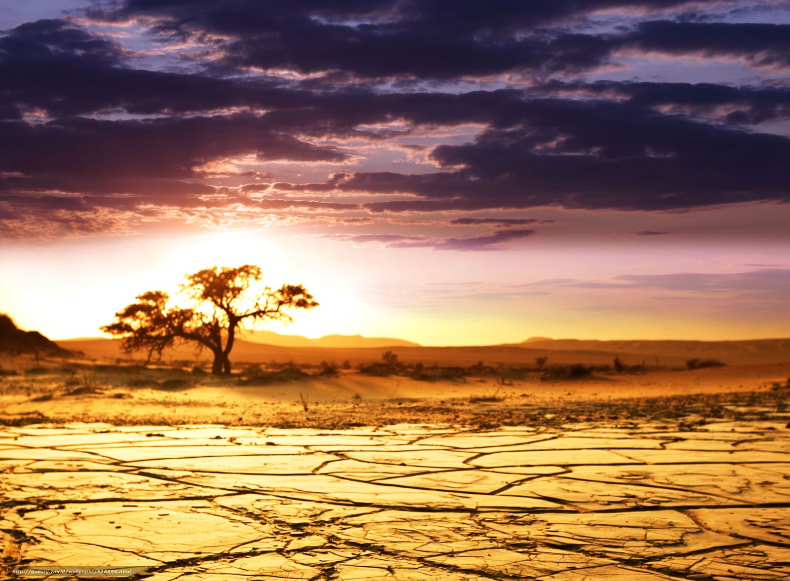 carta da parati africa,cielo,paesaggio naturale,natura,tramonto,albero