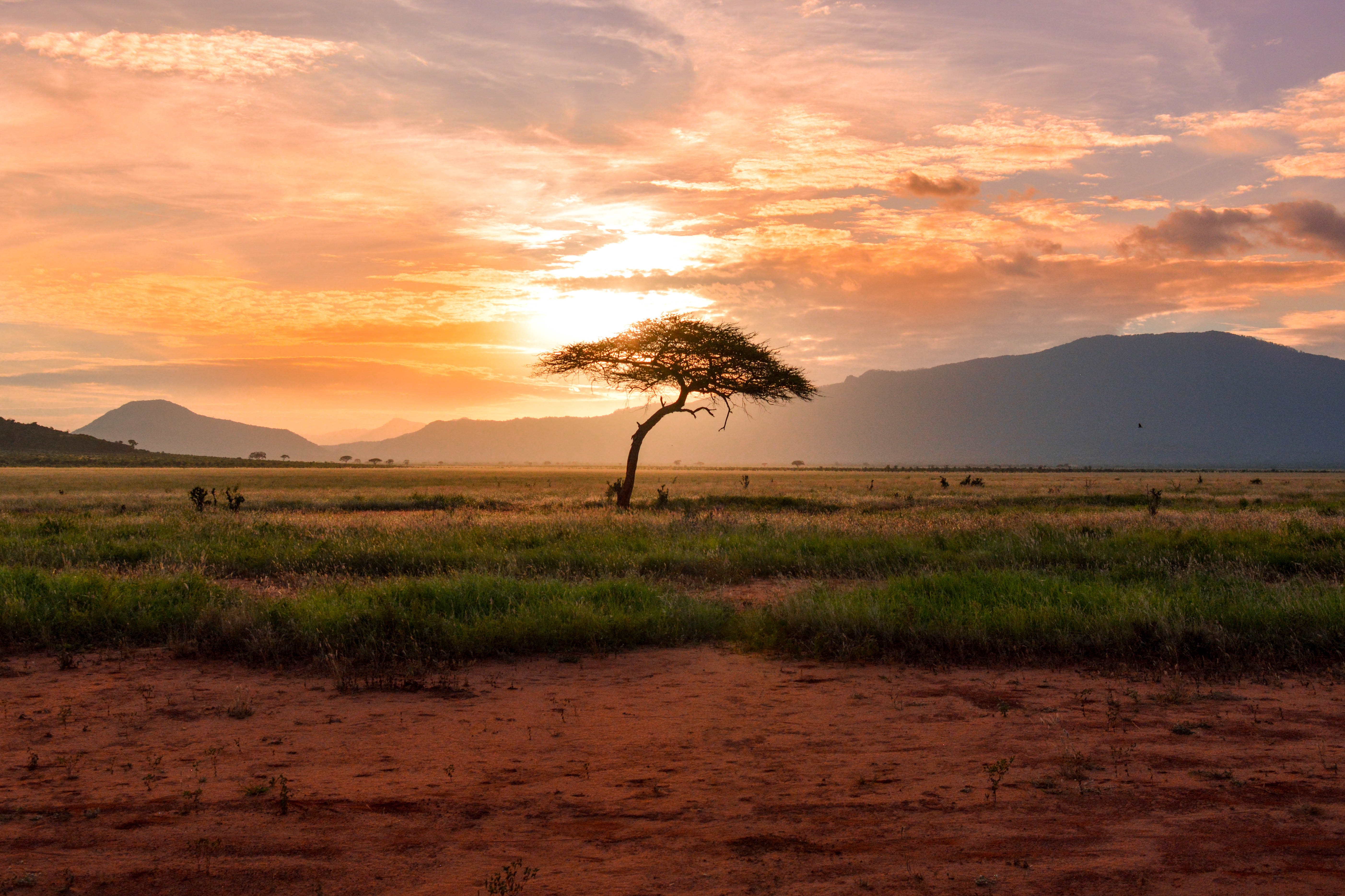 afrika tapete,himmel,natur,savanne,natürliche landschaft,baum