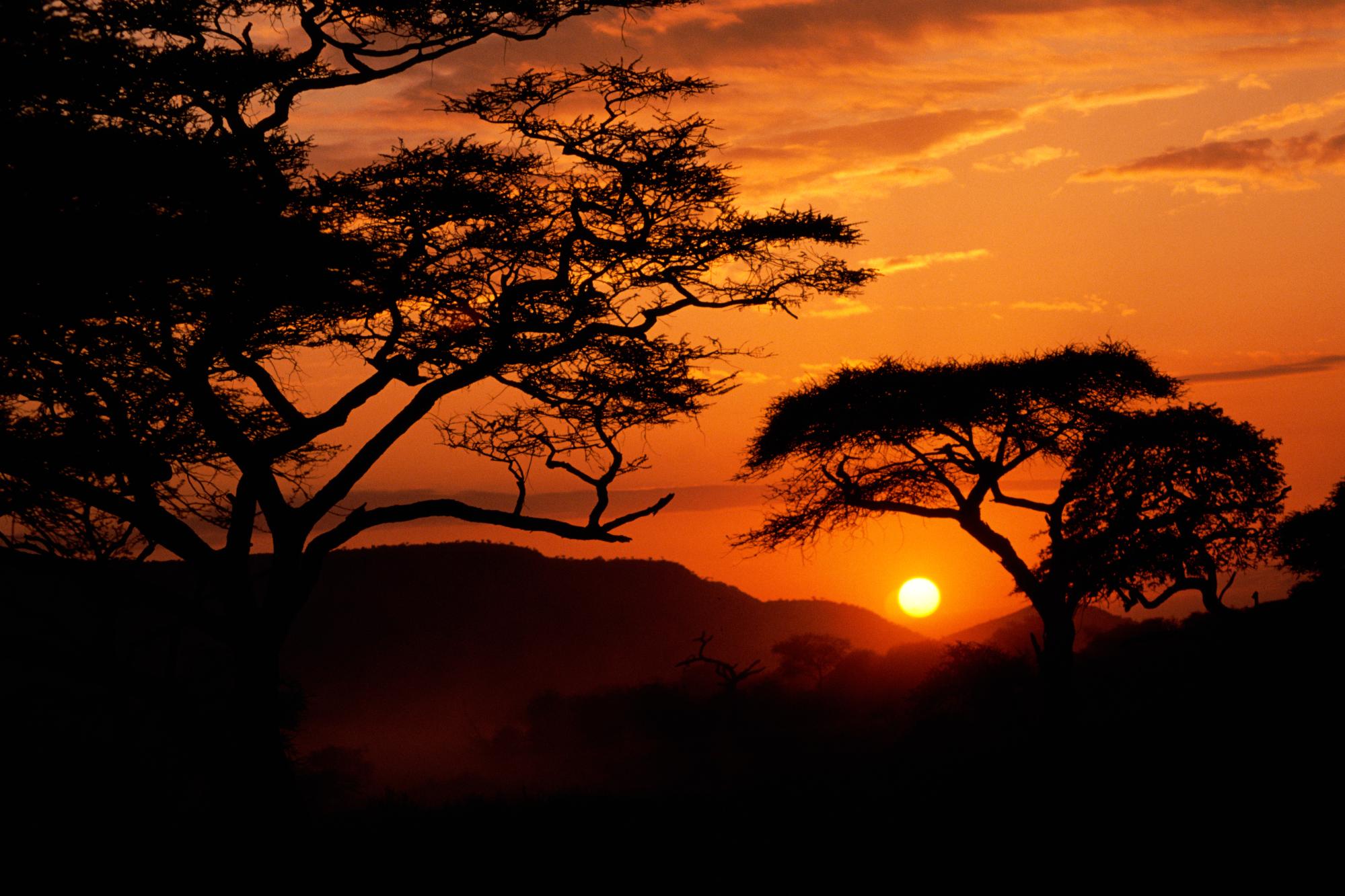 africa wallpaper,sky,nature,sunset,tree,sunrise