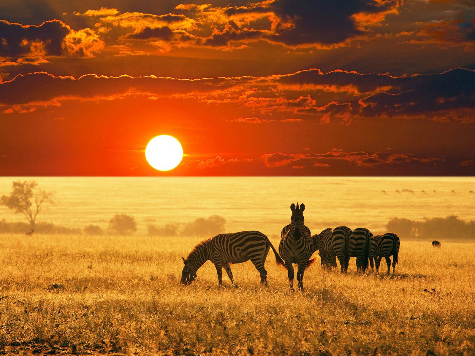 afrika tapete,tierwelt,savanne,wiese,himmel,einfach