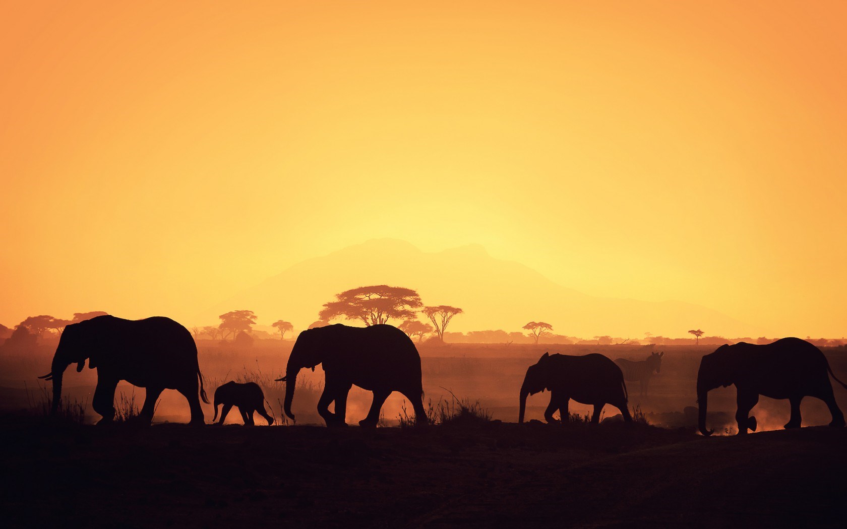 アフリカの壁紙,象,象とマンモス,野生動物,空,アフリカゾウ