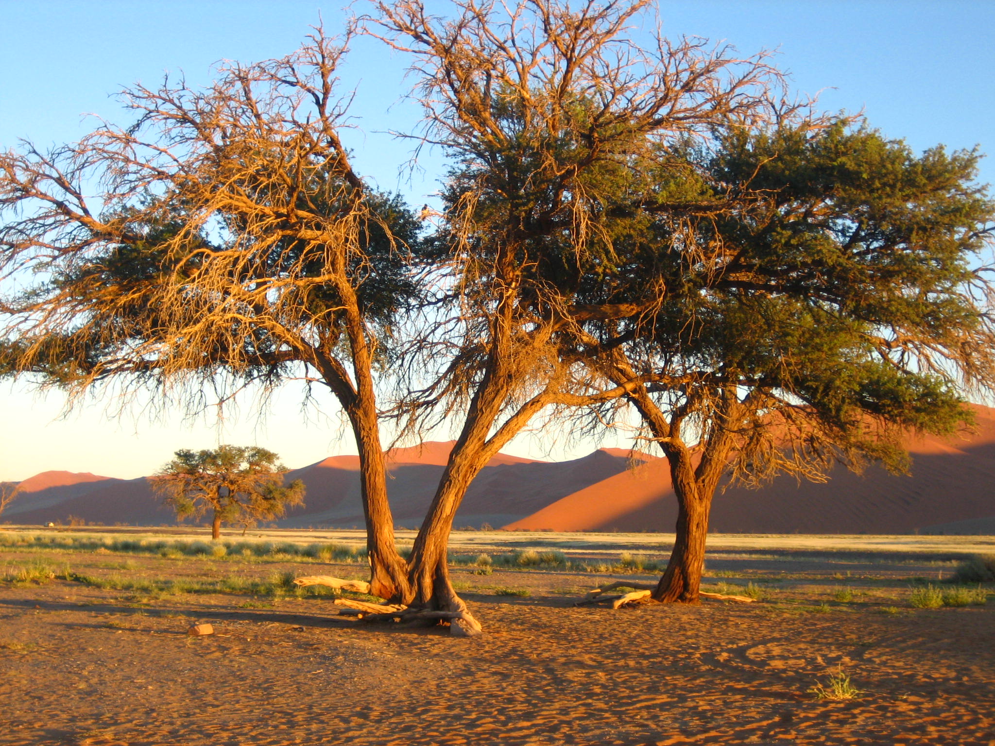 africa wallpaper,tree,natural landscape,nature,woody plant,plant