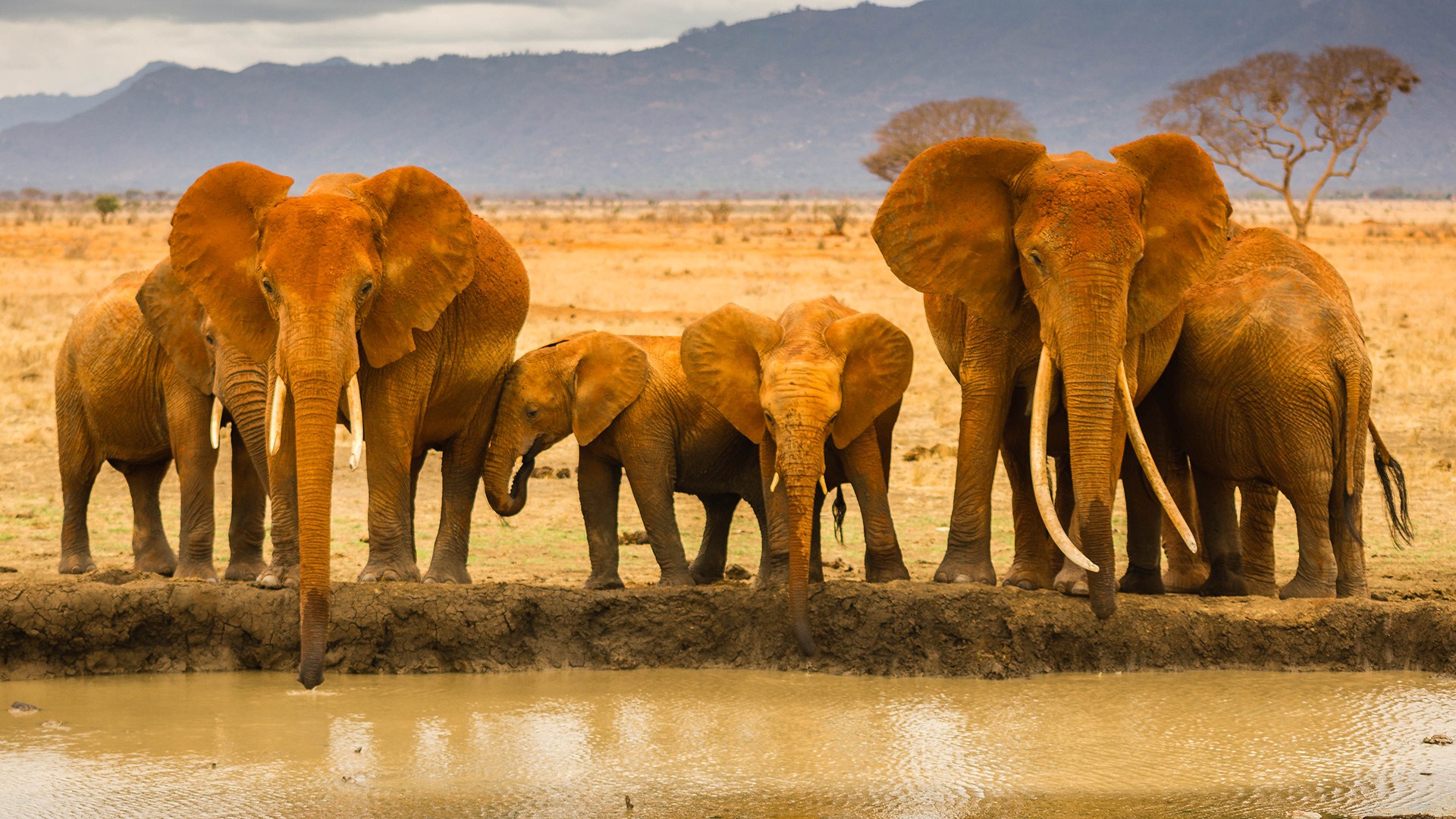 afrika tapete,elefant,tierwelt,landtier,elefanten und mammuts,herde