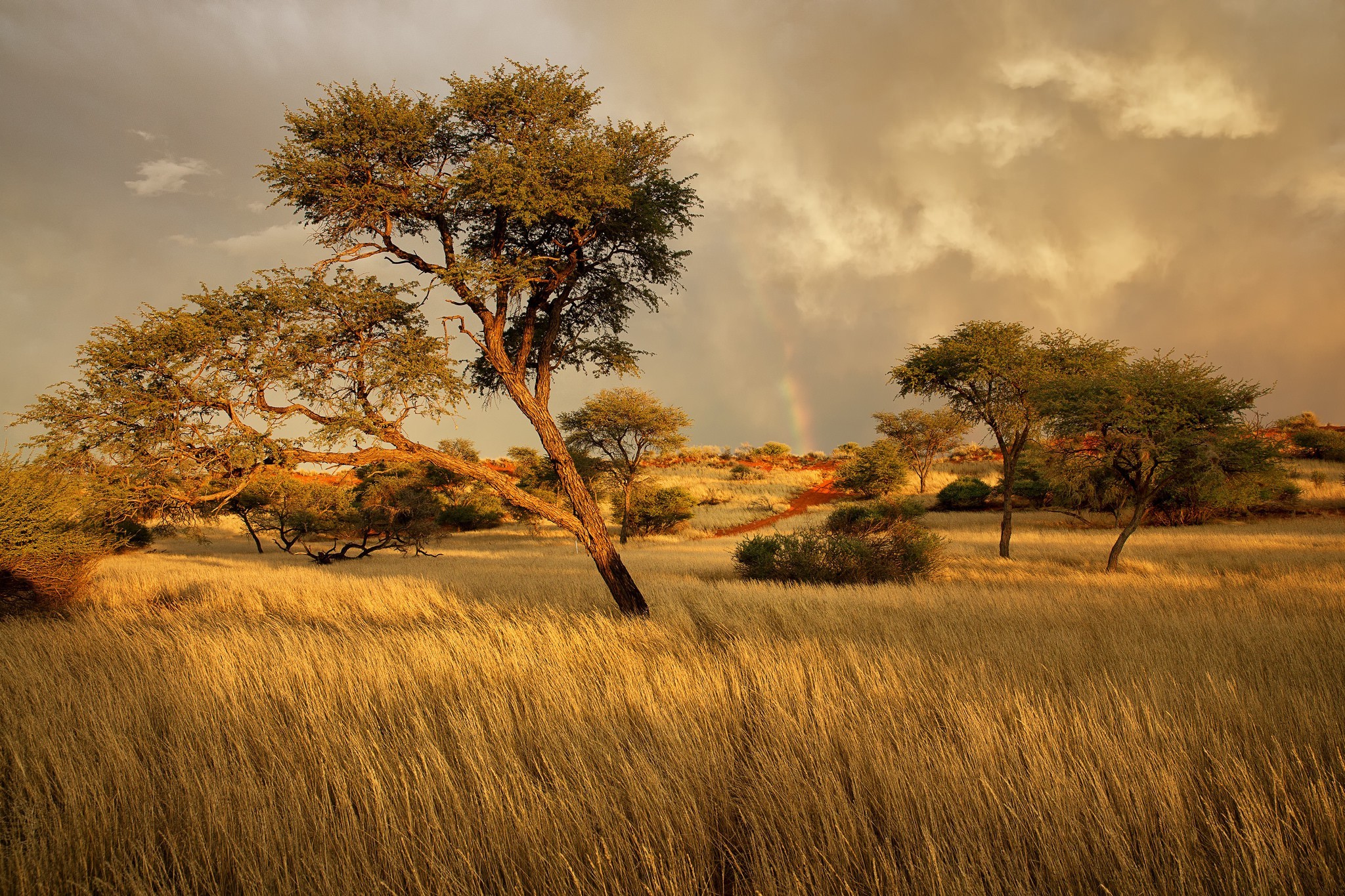 carta da parati africa,paesaggio naturale,natura,savana,albero,prateria