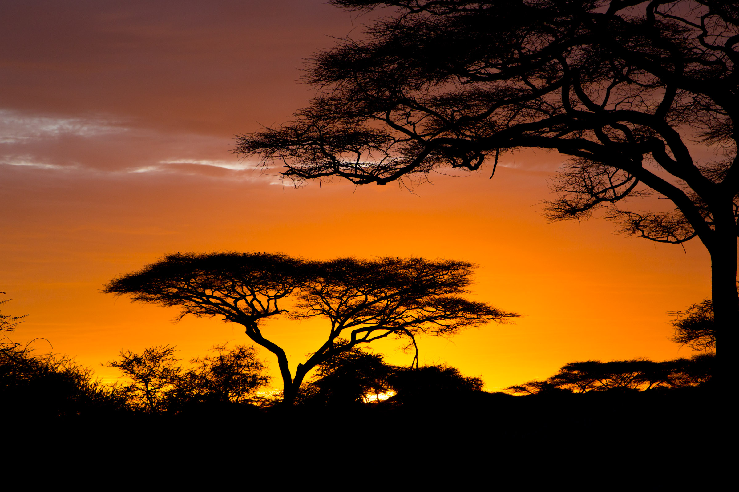 afrika tapete,himmel,natur,baum,sonnenuntergang,natürliche landschaft