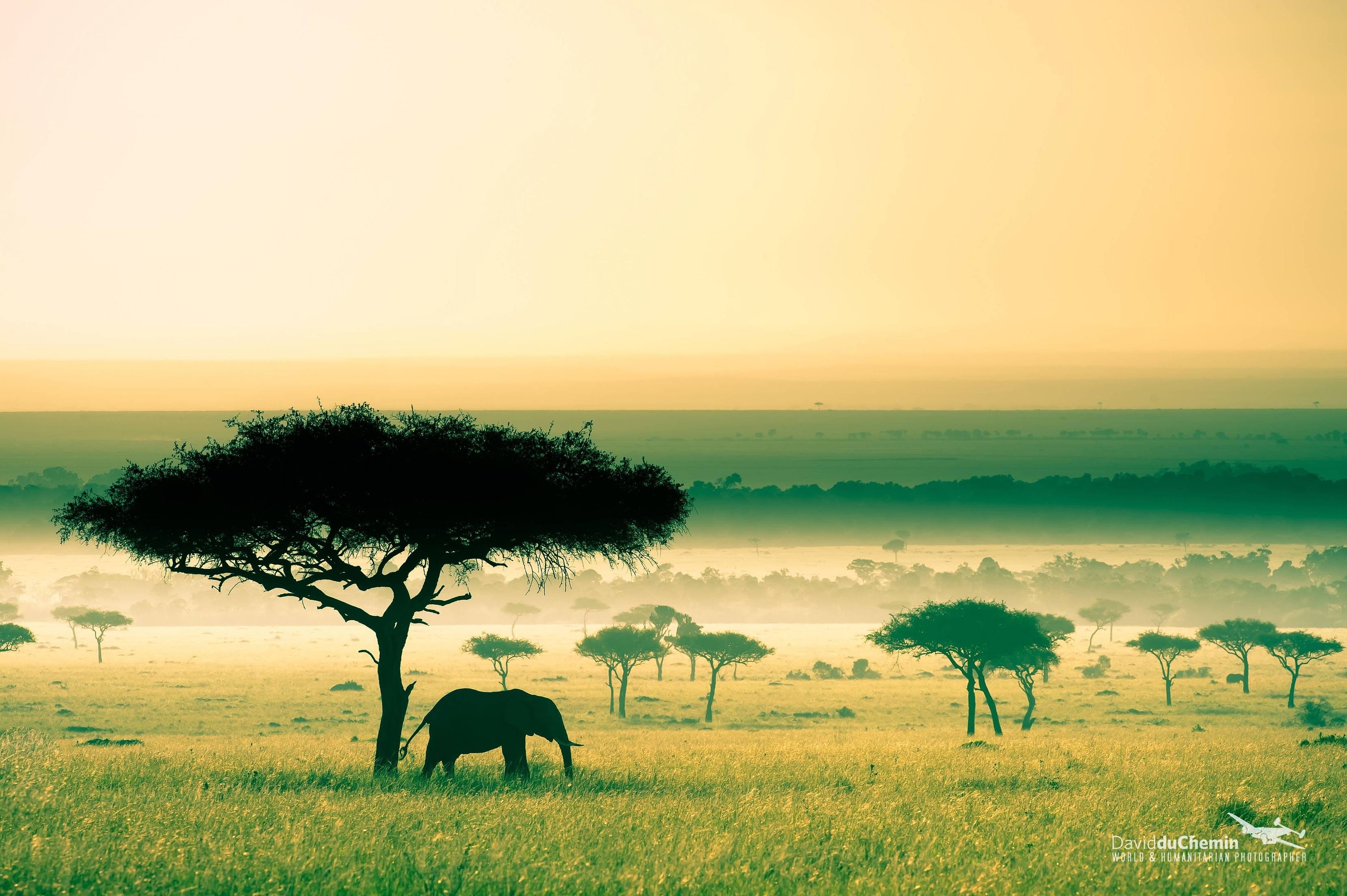 afrika tapete,savanne,natürliche landschaft,wiese,himmel,tierwelt