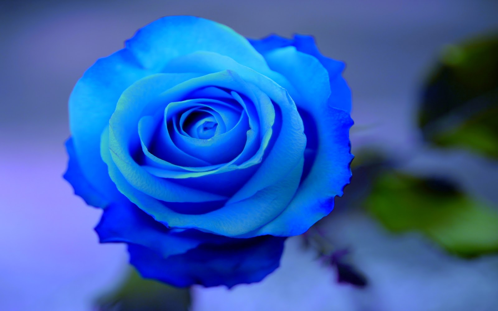 papier peint fleur bleue,fleur,rose,bleu,plante à fleurs,roses de jardin