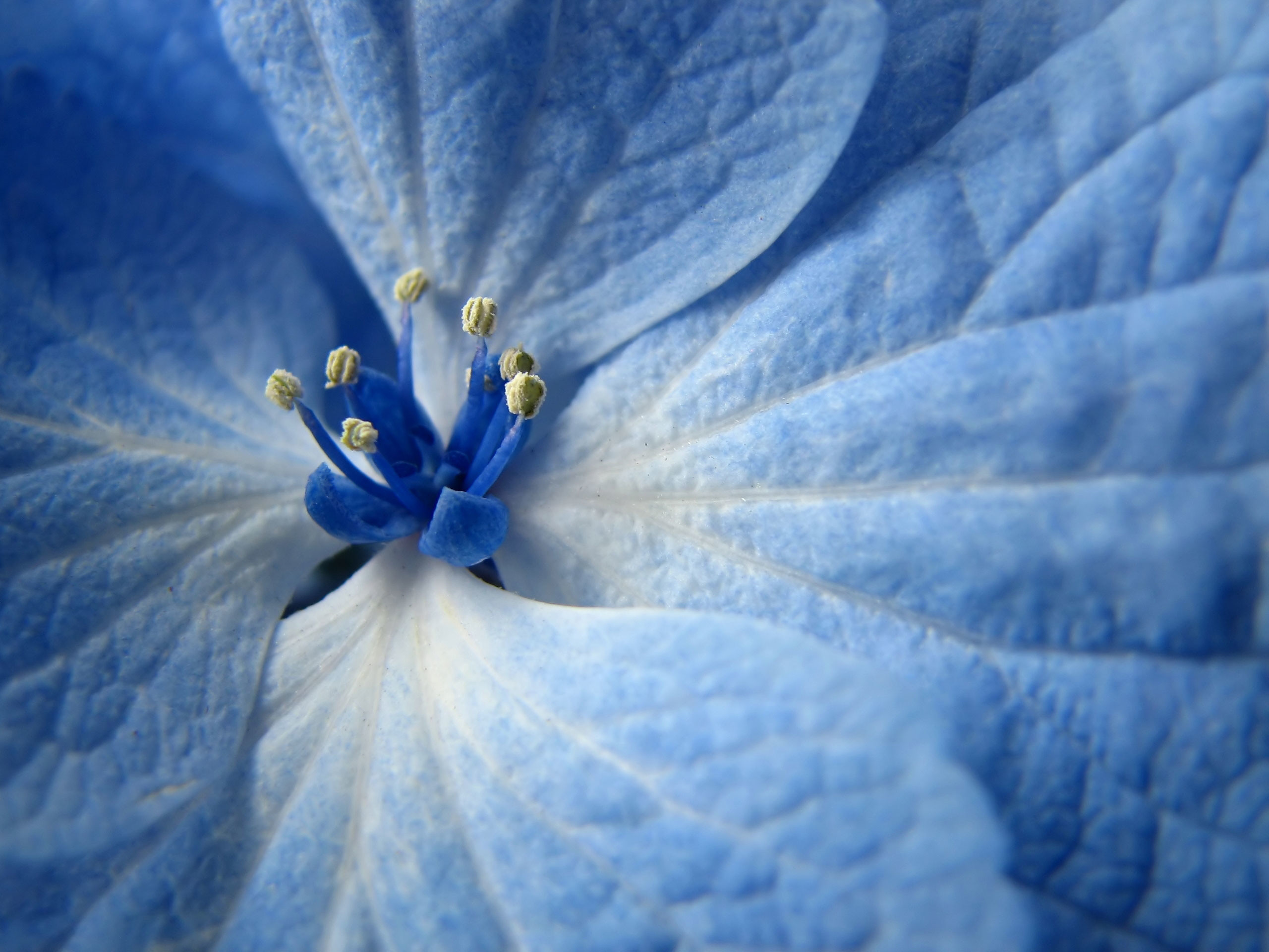blaue blumentapete,blau,blume,blütenblatt,pflanze,blühende pflanze