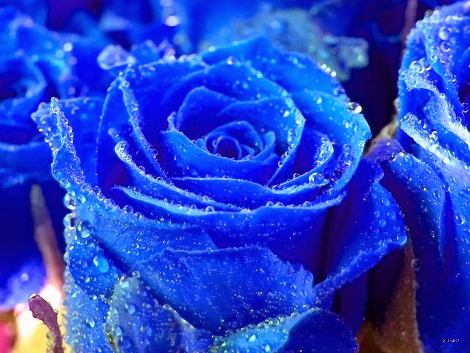 carta da parati fiore blu,rosa,blu,rosa blu,rose da giardino,fiore