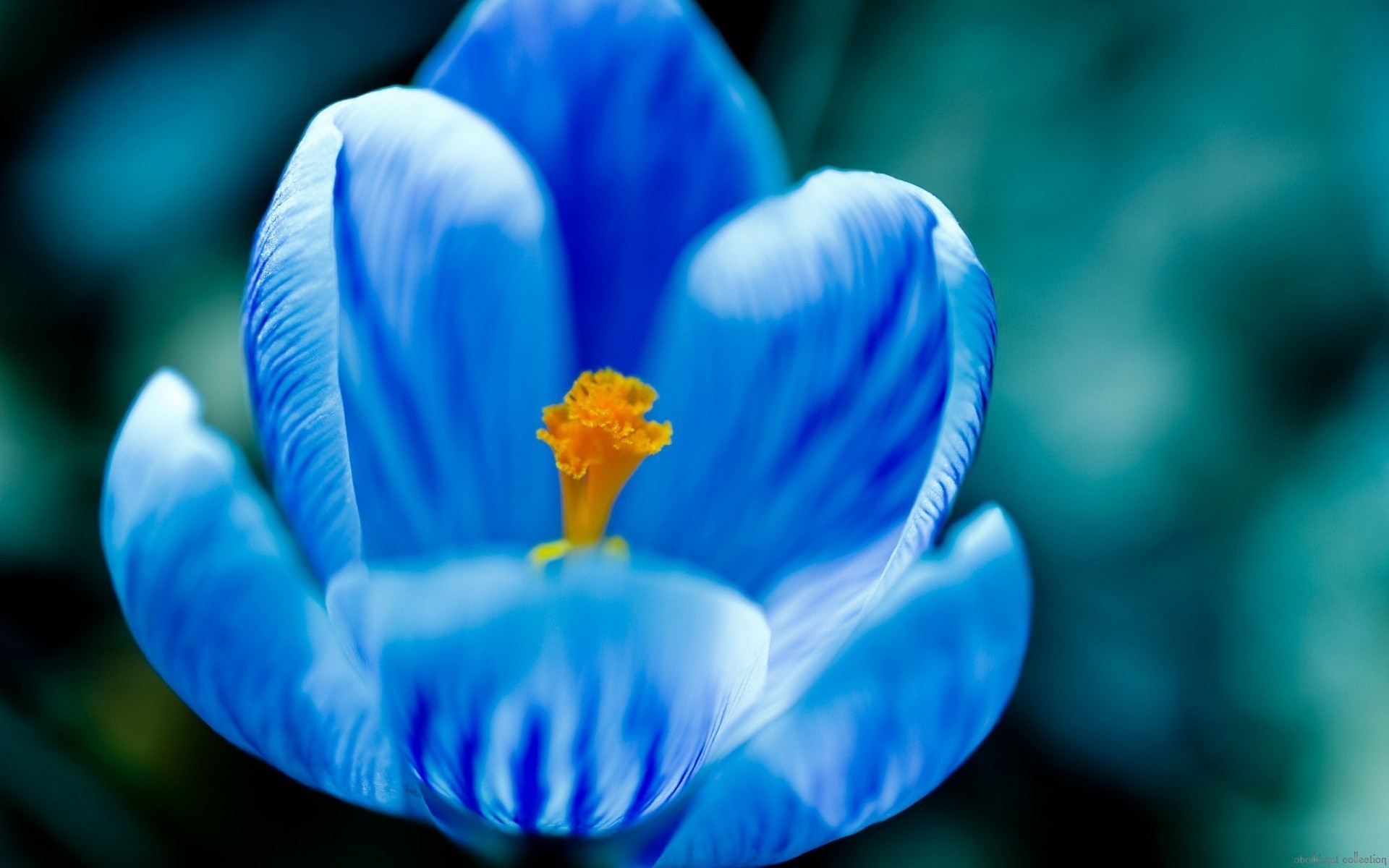 papier peint fleur bleue,bleu,pétale,fleur,printemps,plante