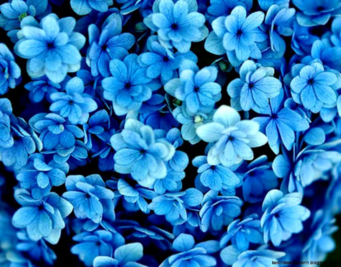 青い花の壁紙,青い,花,工場,開花植物,花弁