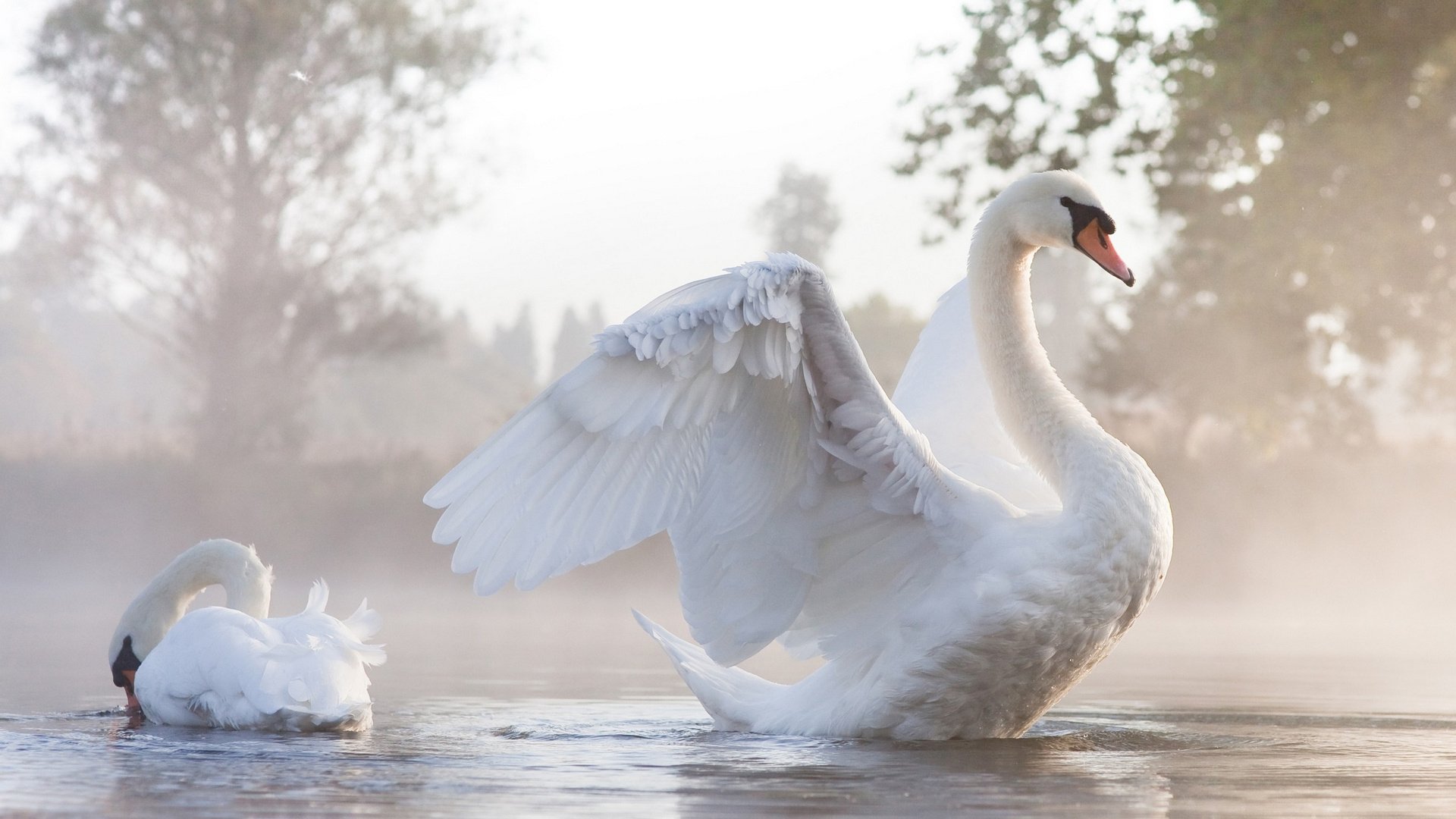 swan wallpaper,bird,swan,water bird,ducks, geese and swans