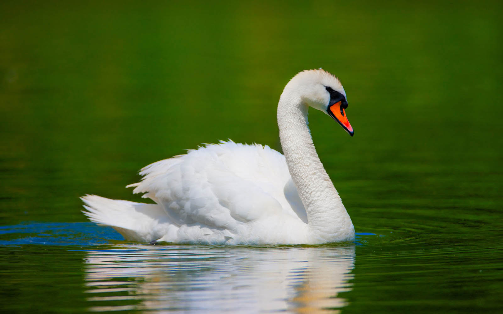 schwan tapete,vogel,schwan,wasservogel,weiß,natur