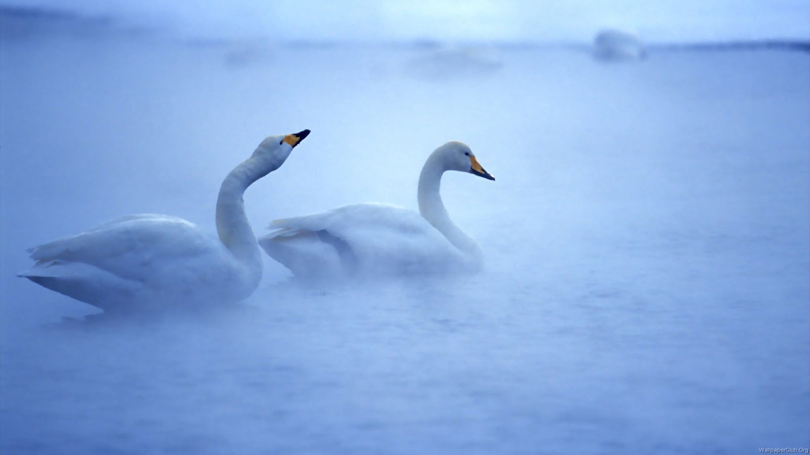 Swan Lake Hd Background- WallpaperUse