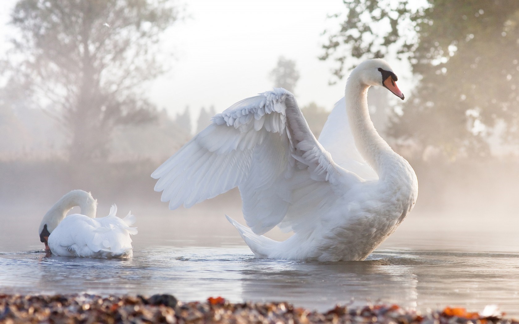 swan wallpaper,bird,swan,water bird,ducks, geese and swans