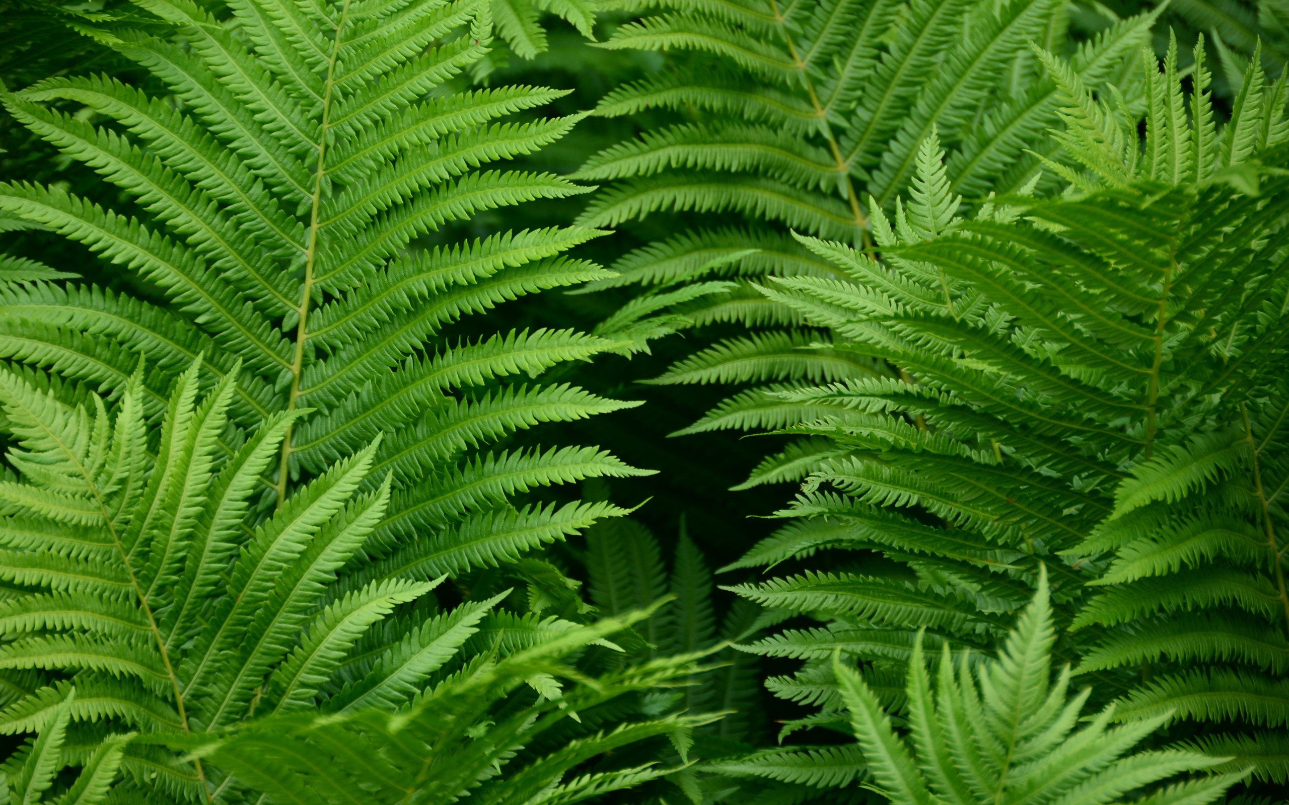 fondo de pantalla de helecho,verde,helecho avestruz,helechos y colas de caballo,hoja,planta