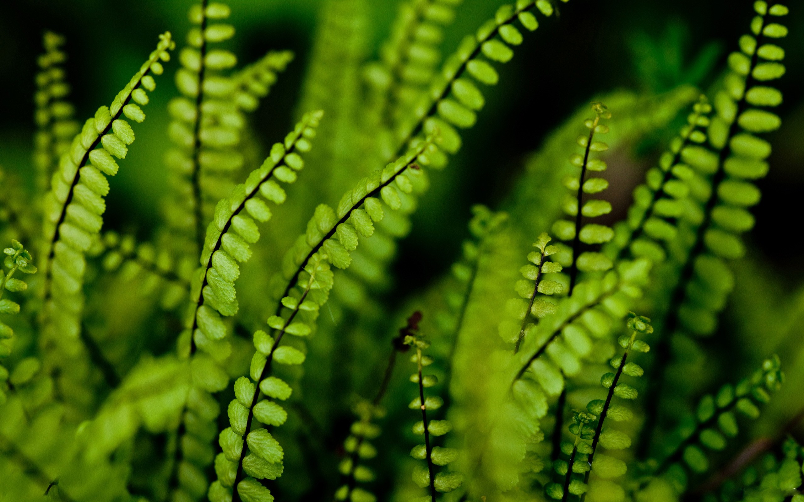 fond d'écran de fougère,vert,feuille,plante,fougère,fleur