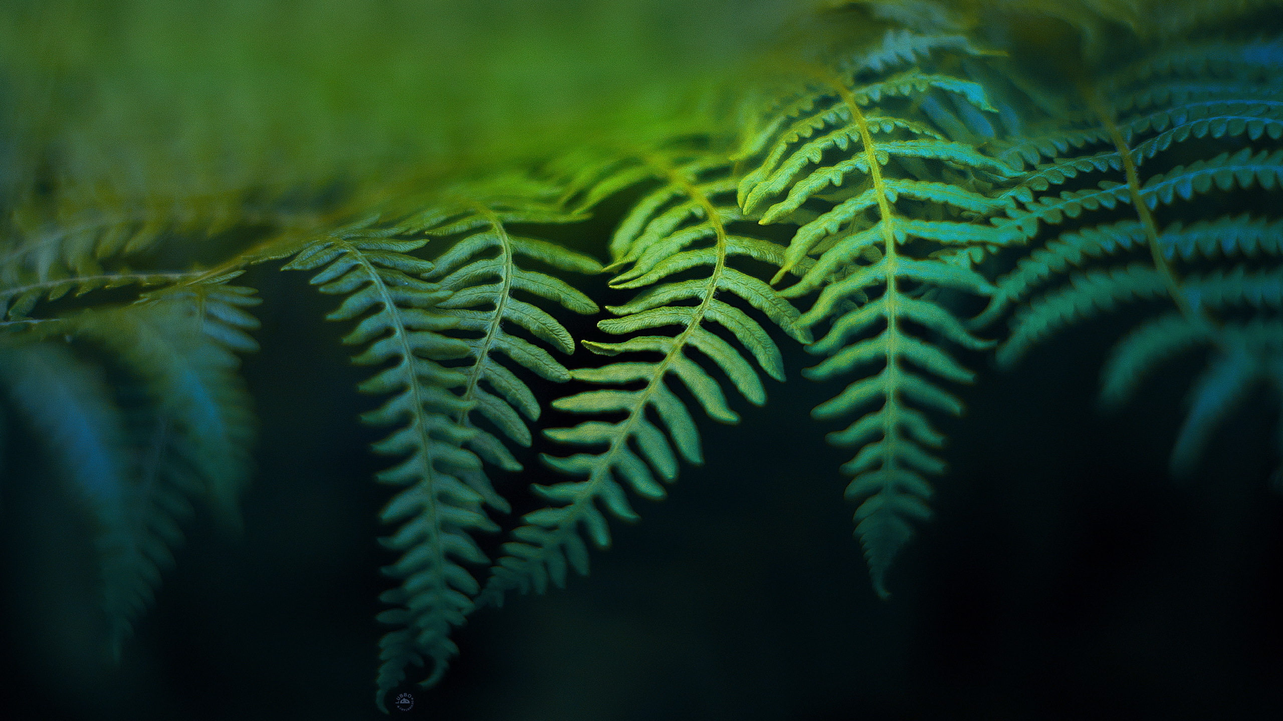 fern wallpaper,green,nature,leaf,terrestrial plant,turquoise