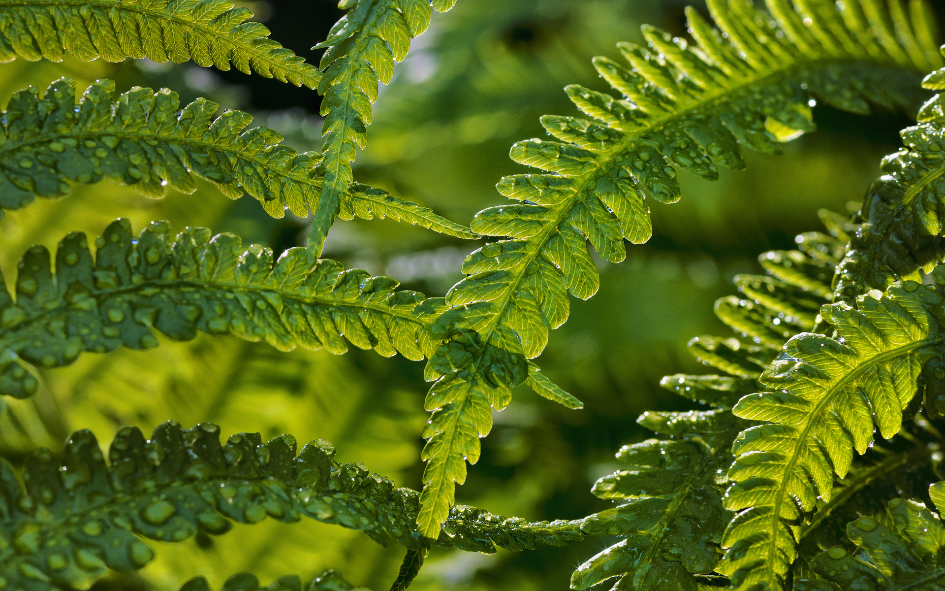 fern wallpaper,vegetation,terrestrial plant,plant,leaf,ferns and horsetails