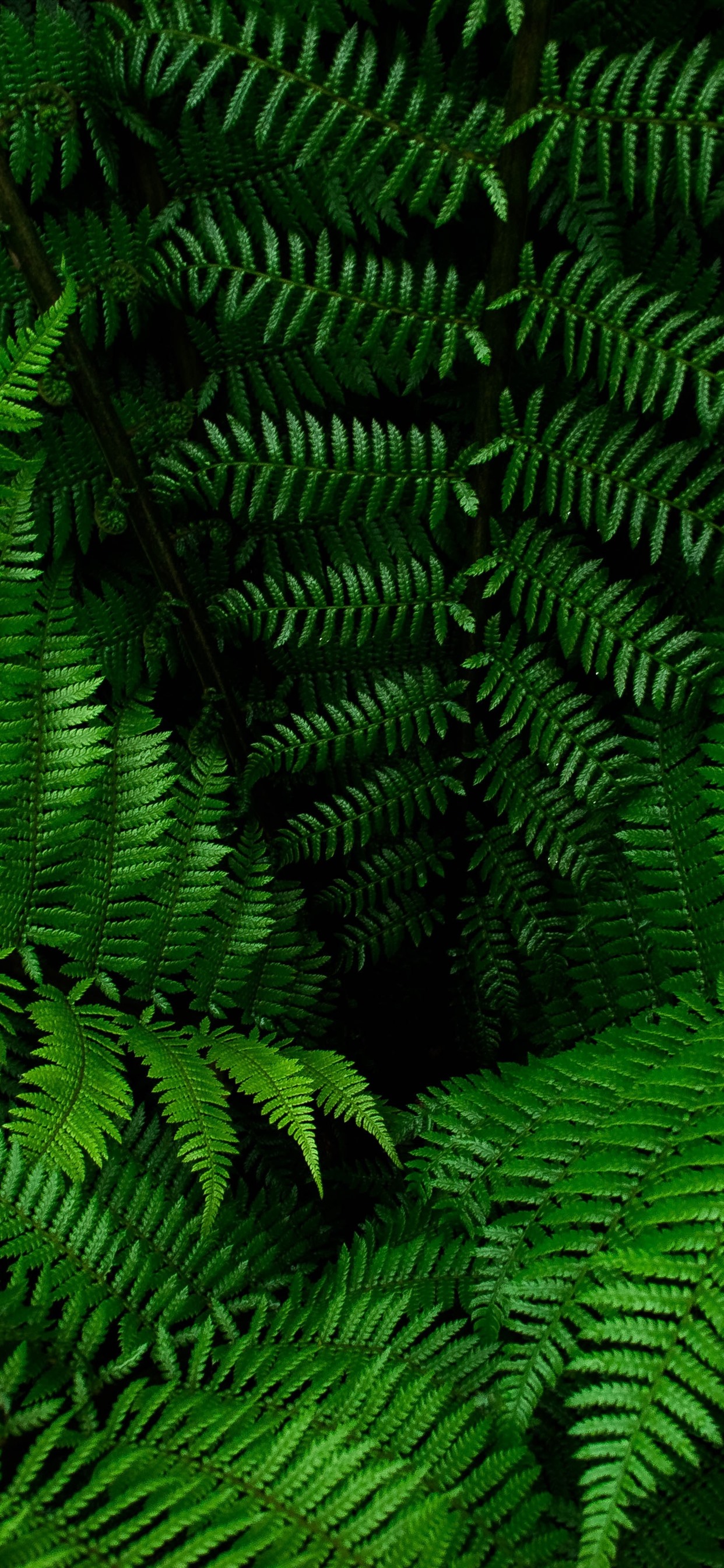 fern wallpaper,ferns and horsetails,green,terrestrial plant,vegetation,nature