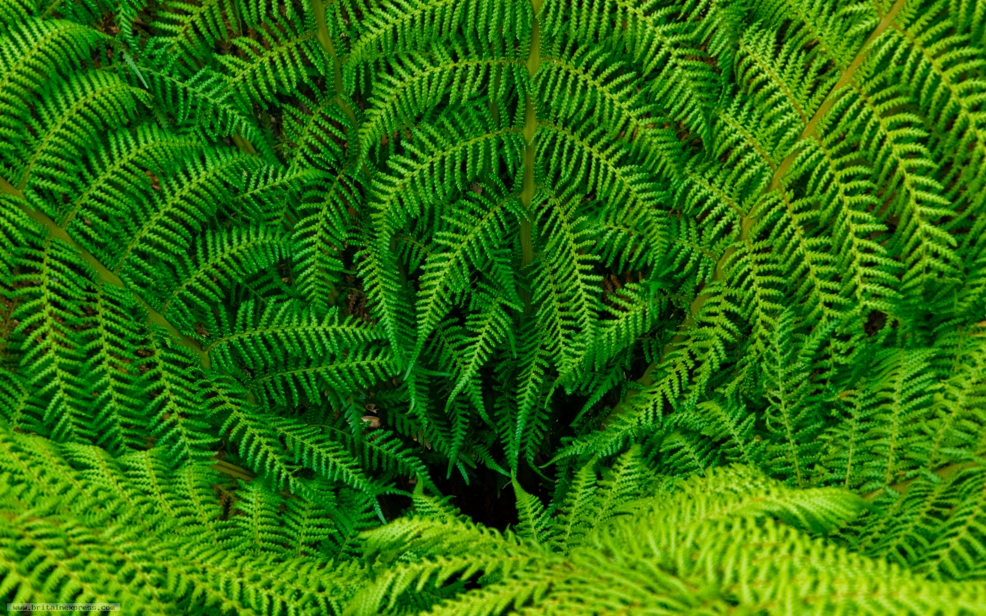 fern wallpaper,ferns and horsetails,green,vegetation,terrestrial plant,vascular plant