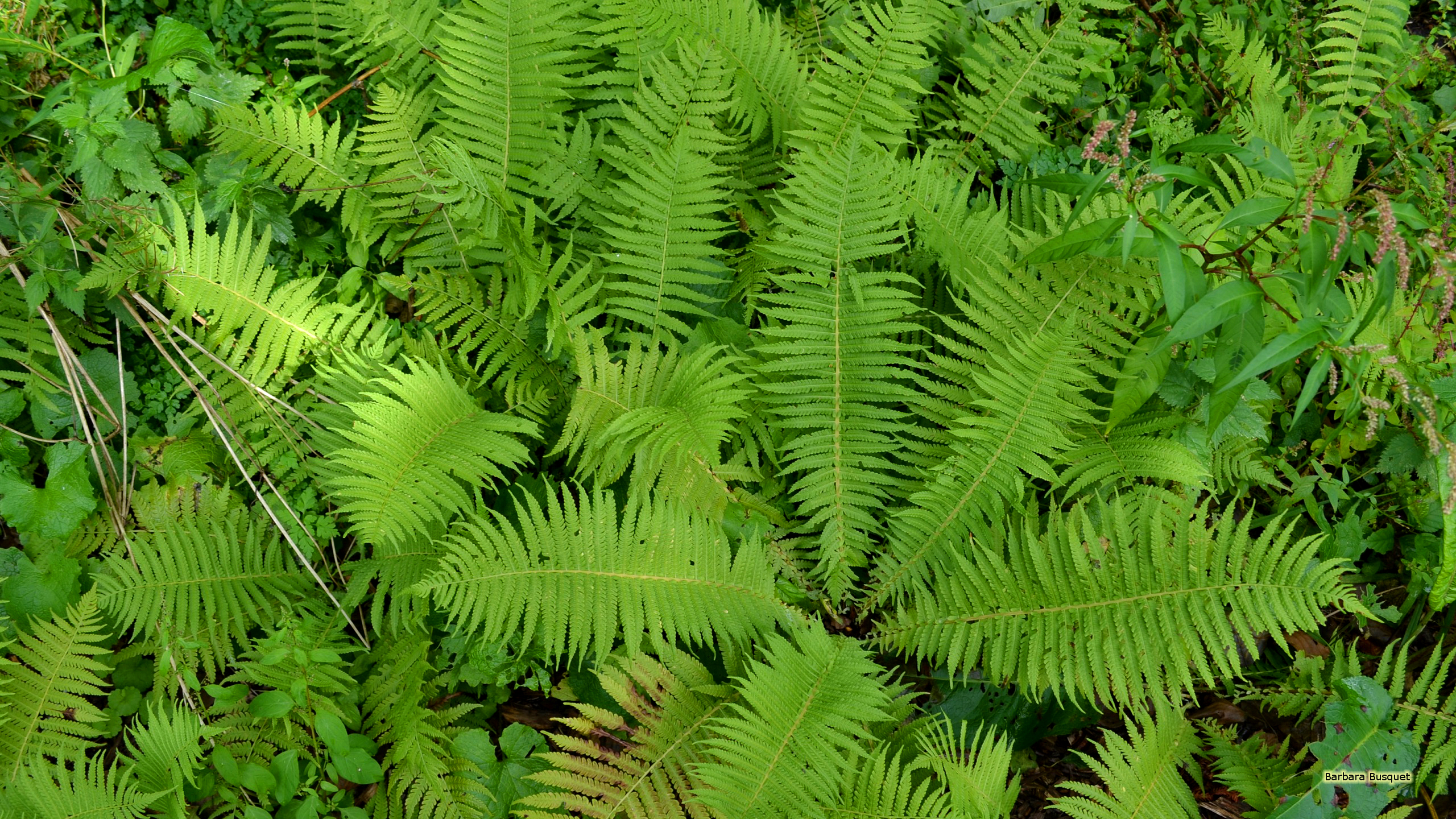 fern wallpaper,ferns and horsetails,vascular plant,terrestrial plant,vegetation,plant