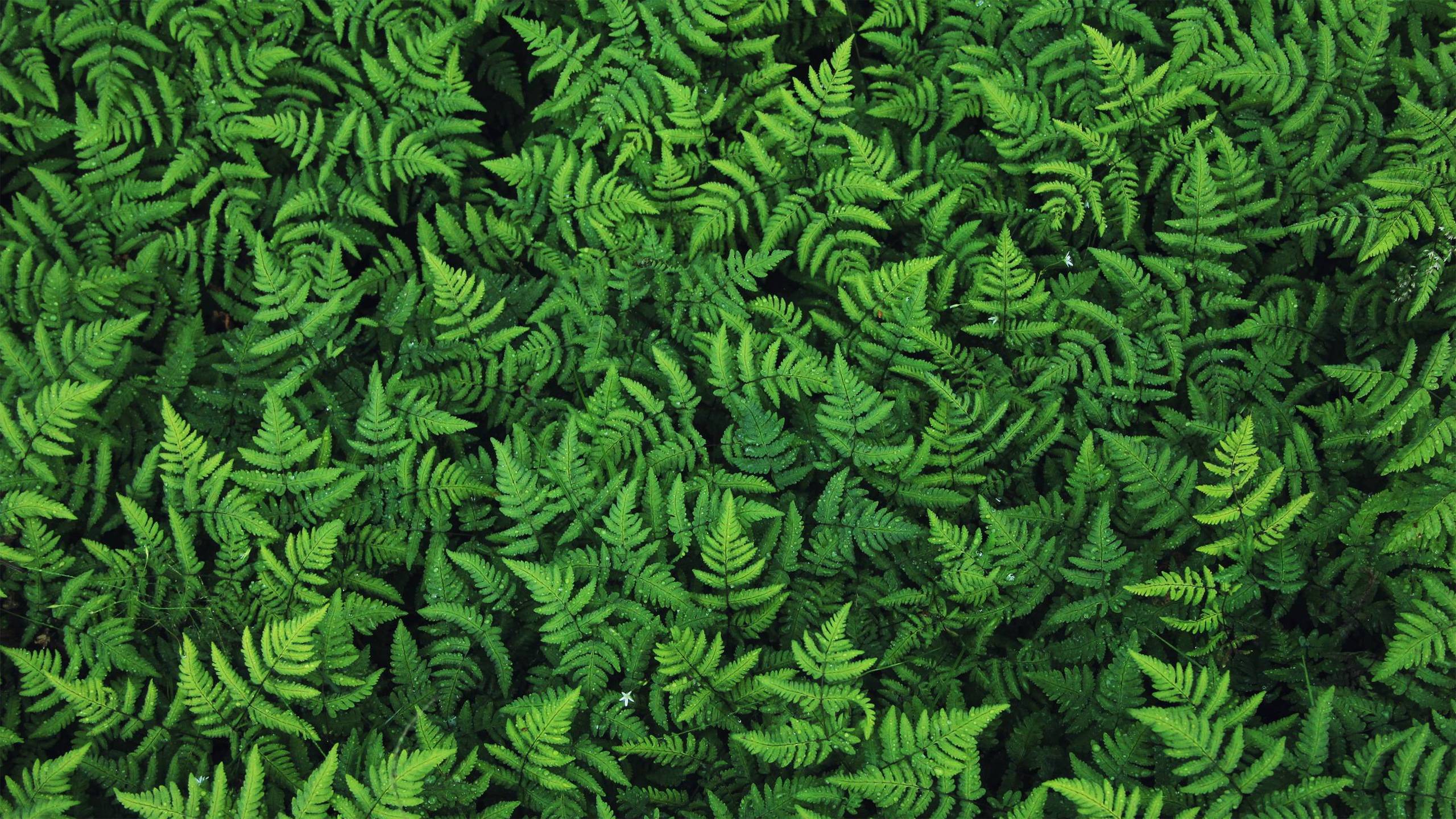 fern wallpaper,green,pattern,leaf,plant,vascular plant
