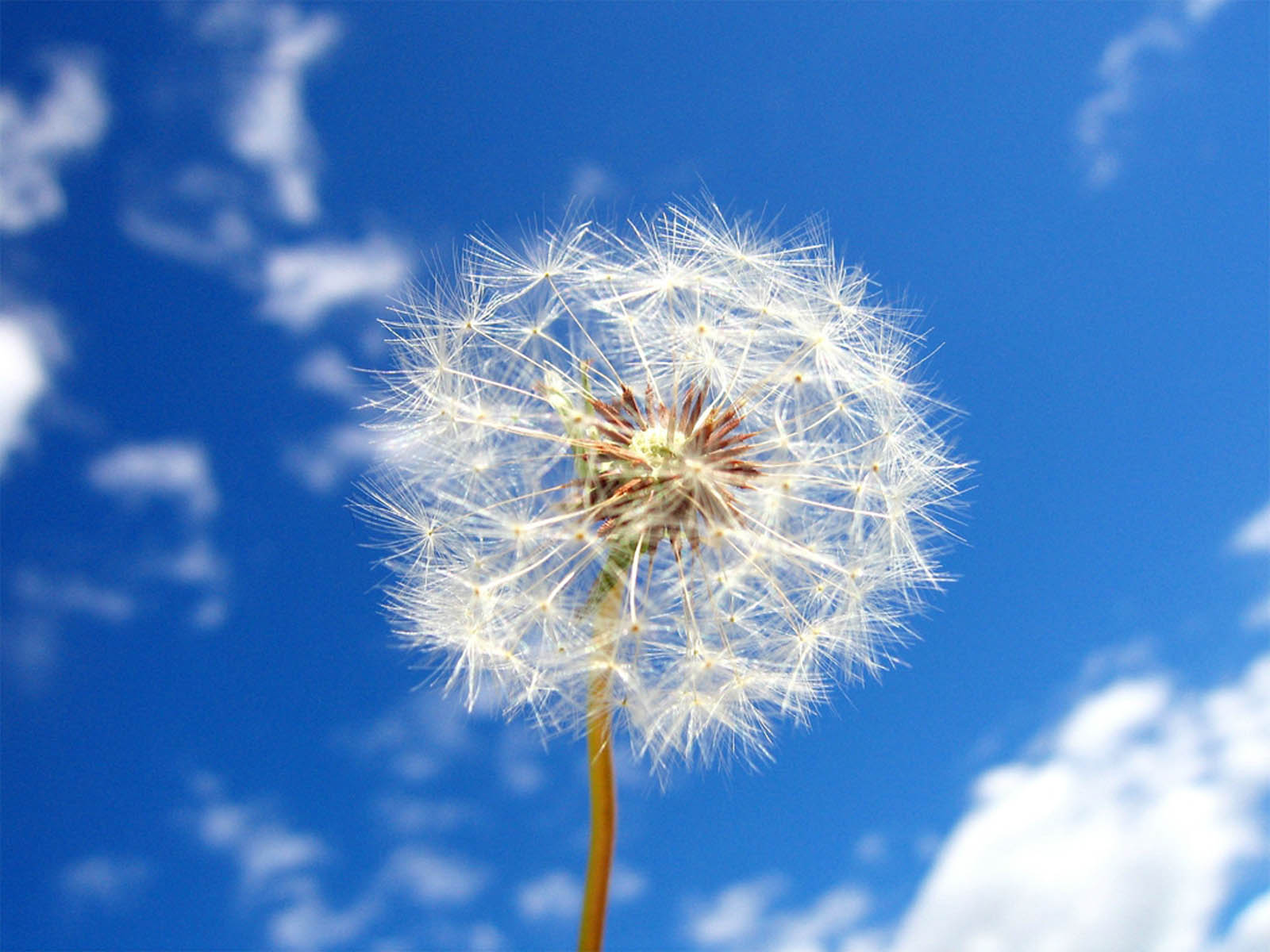 carta da parati del dente di leone,dente di leone,cielo,natura,blu,dente di leone