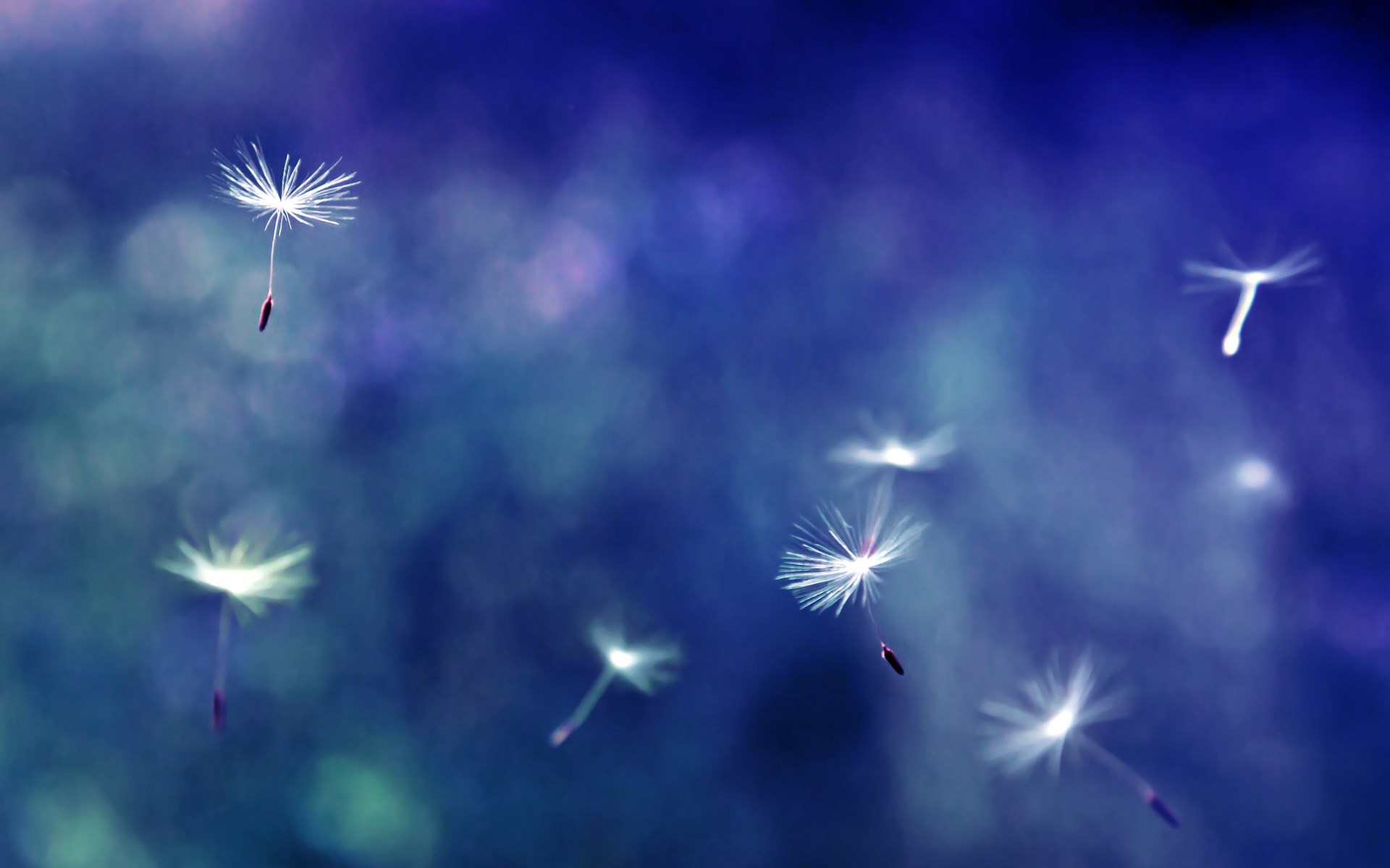 dandelion wallpaper,sky,blue,nature,dandelion,dandelion (157549