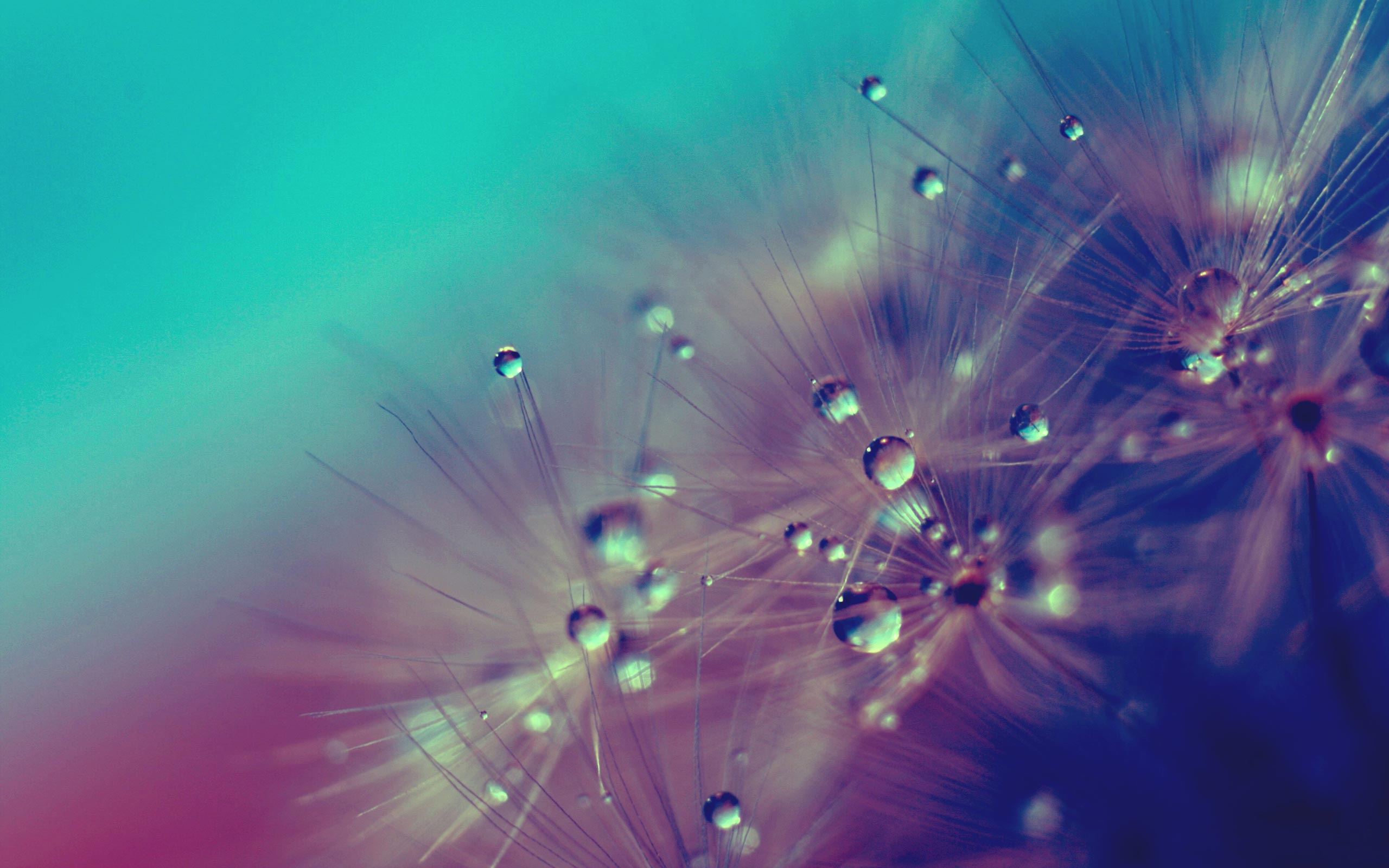 dandelion wallpaper,water,blue,green,dandelion,macro photography