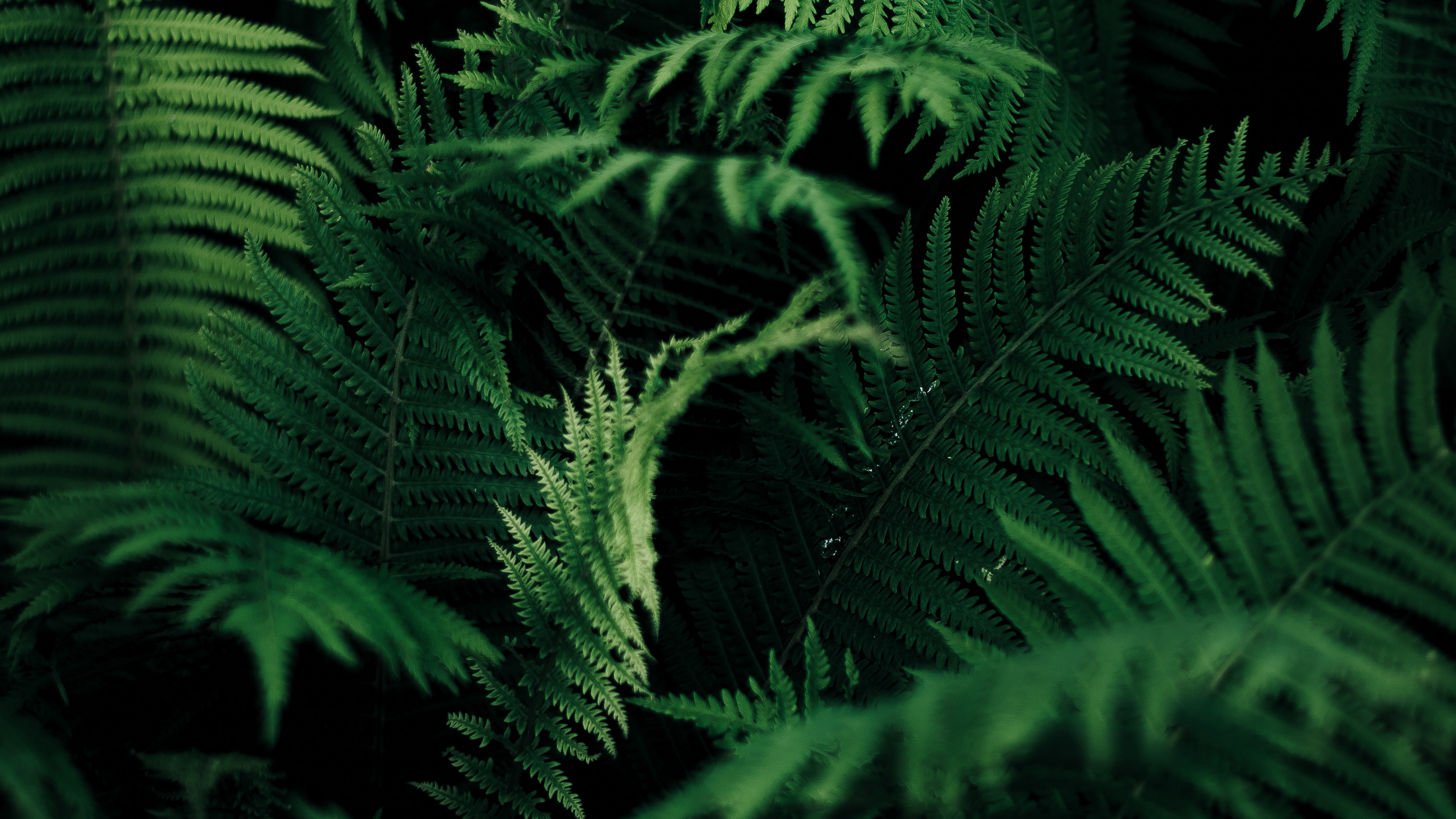 fern wallpaper,vegetation,ferns and horsetails,terrestrial plant,plant,vascular plant