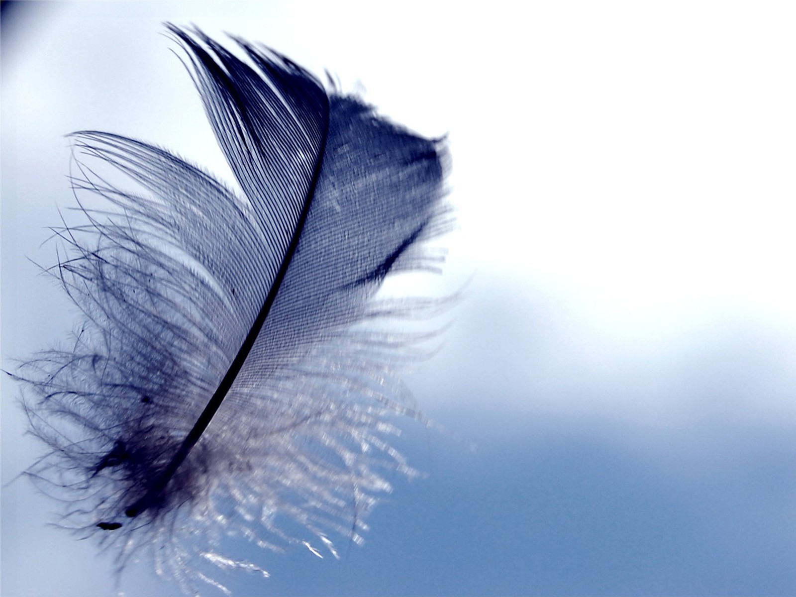 feather wallpaper,feather,blue,quill,wing,pen