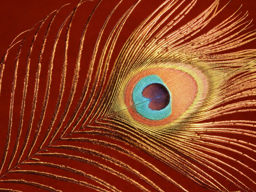 feather wallpaper,feather,orange,peafowl,eye,close up