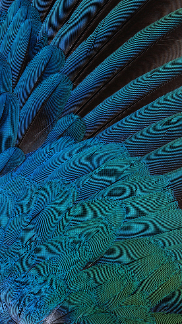 papier peint plume,bleu,turquoise,aqua,sarcelle,plume