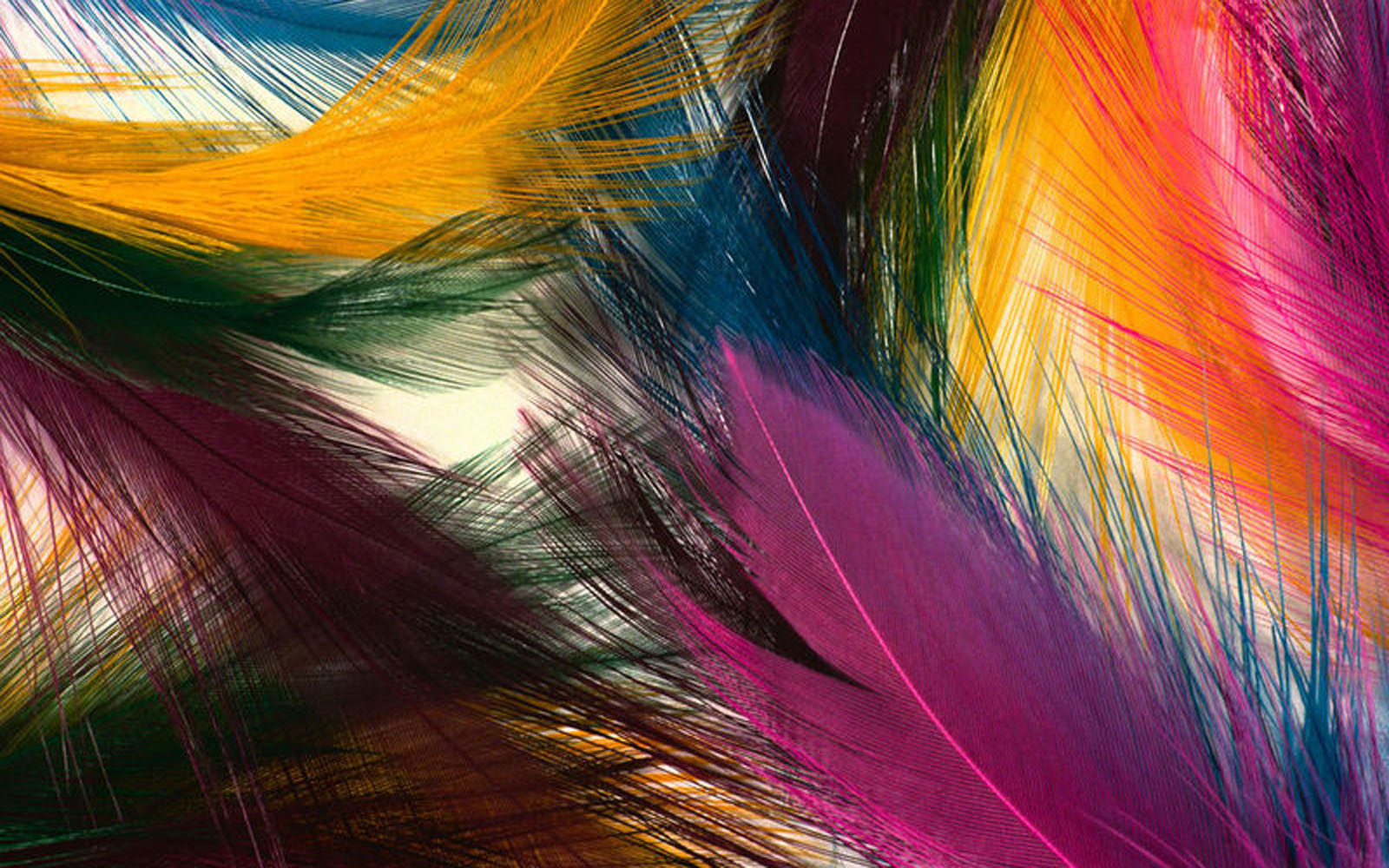 papel pintado de plumas,cabello,naranja,púrpura,colorido,tinte de pelo