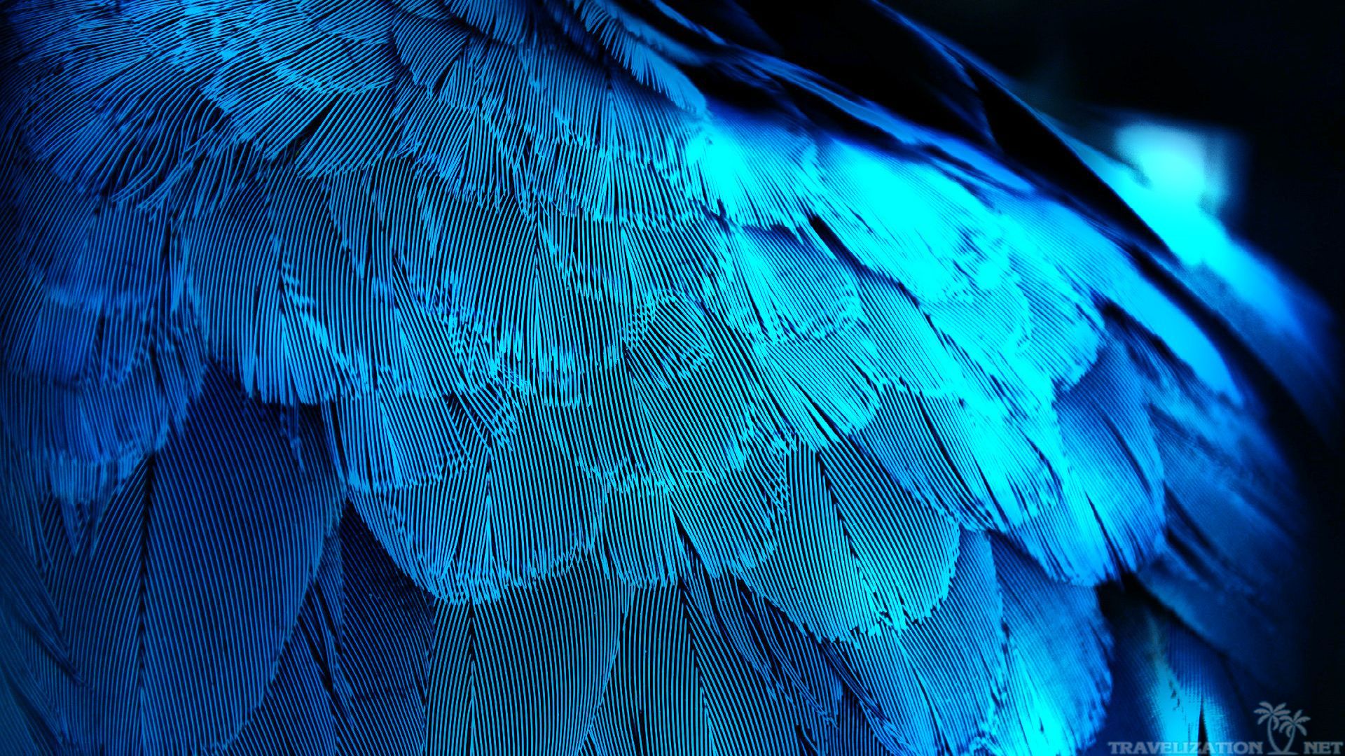 feather wallpaper,blue,feather,turquoise,water,cobalt blue