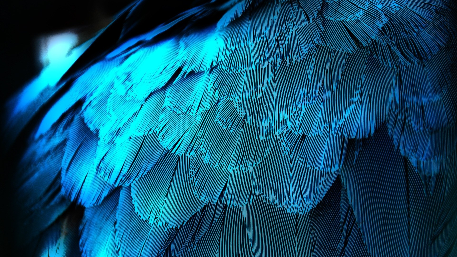 羽の壁紙,青い,フェザー,ターコイズ,水,緑