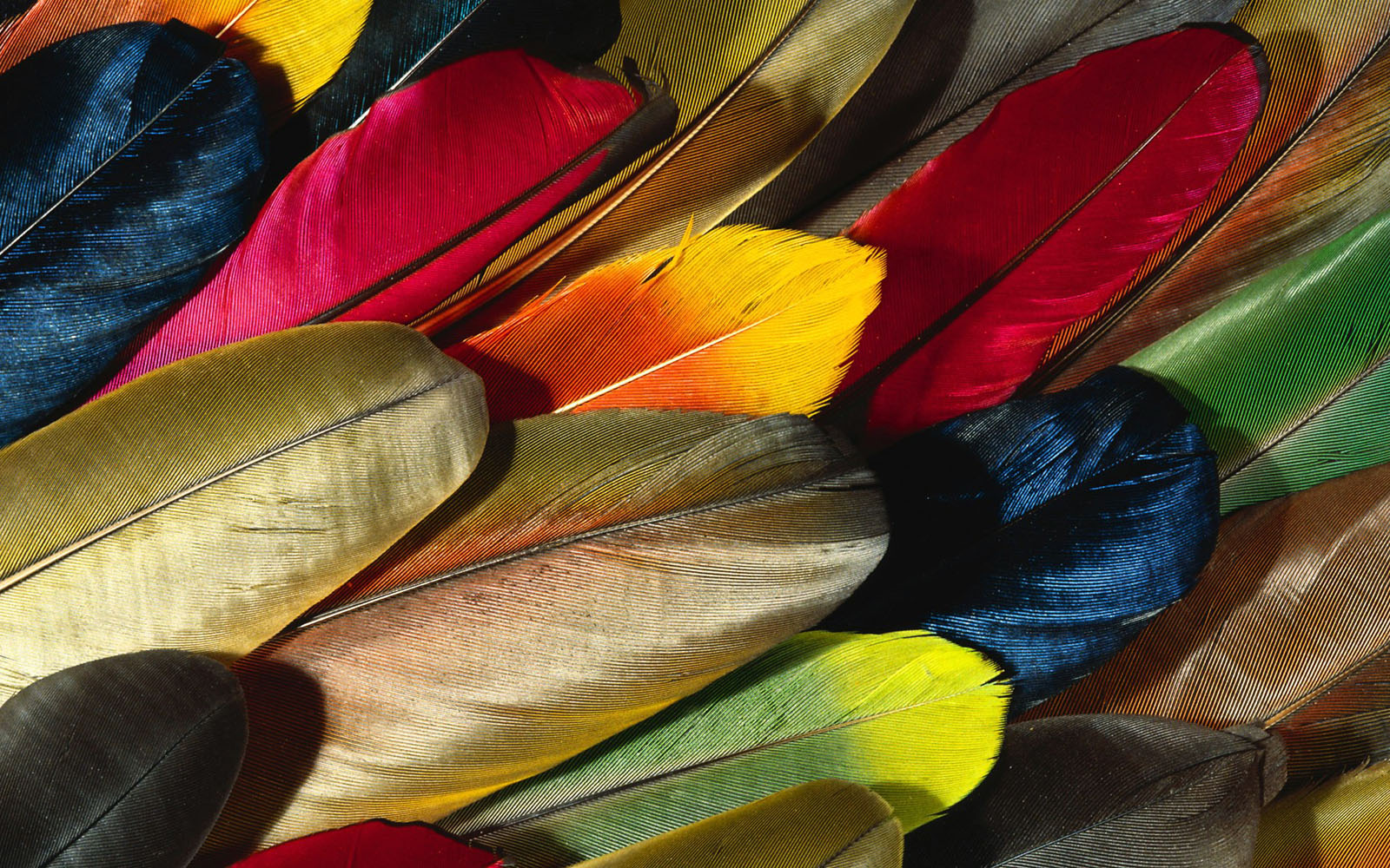 papel pintado de plumas,pluma,amarillo,hoja,pétalo,flor