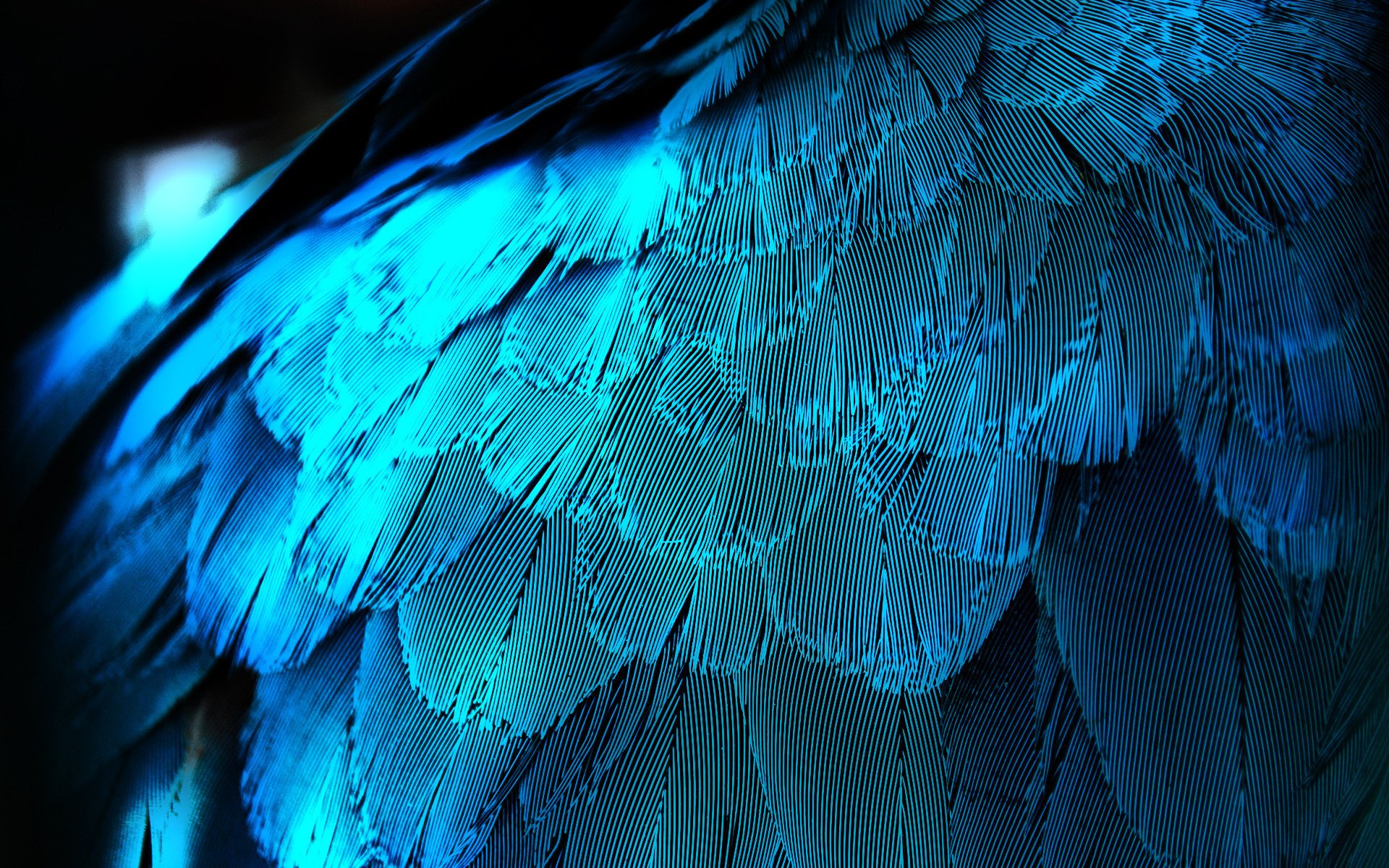 羽の壁紙,青い,フェザー,ターコイズ,水,光