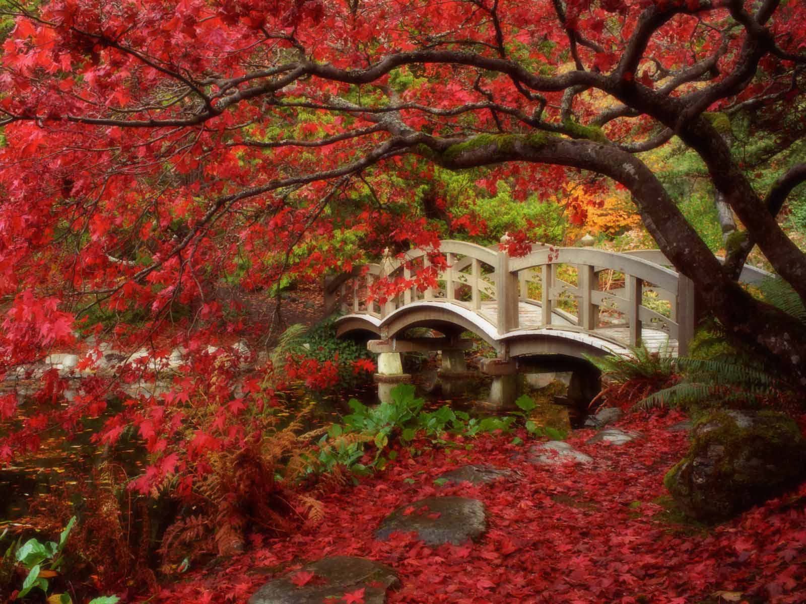 oriental wallpaper,tree,nature,leaf,natural landscape,red