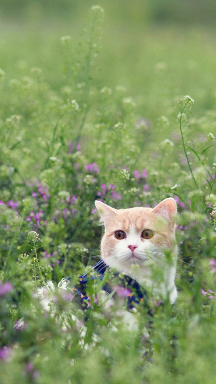 猫壁紙iphone ネコ 自然 ネコ科 中型から中型の猫 草 Wallpaperuse