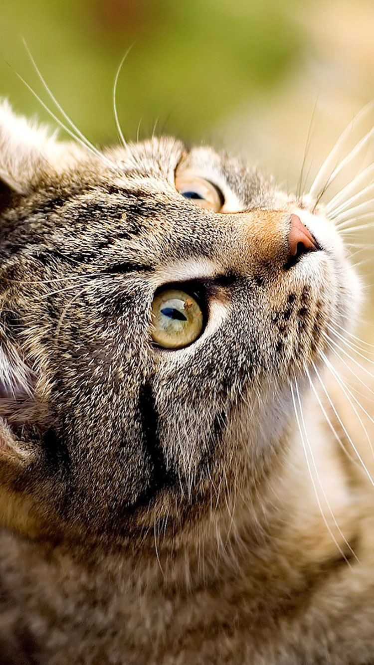 cat wallpaper iphone,cat,whiskers,mammal,felidae,small to medium sized cats
